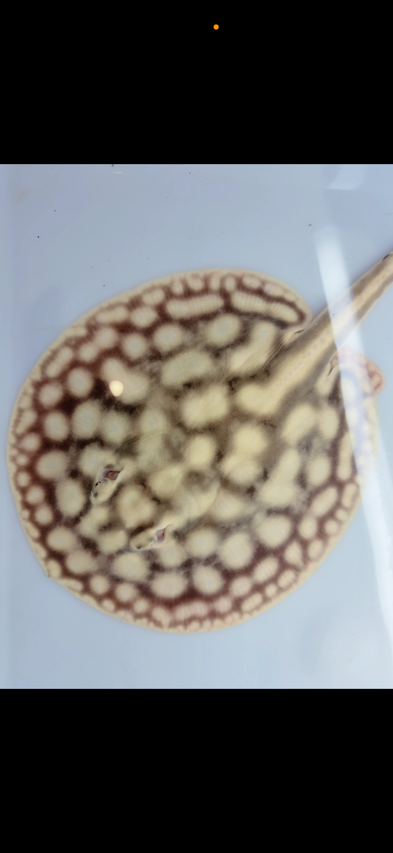 Freshwater stingray key diamond pair