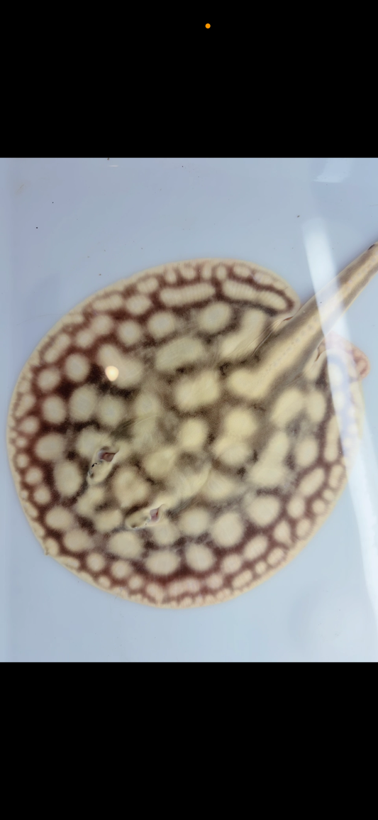 Freshwater stingray key diamond female