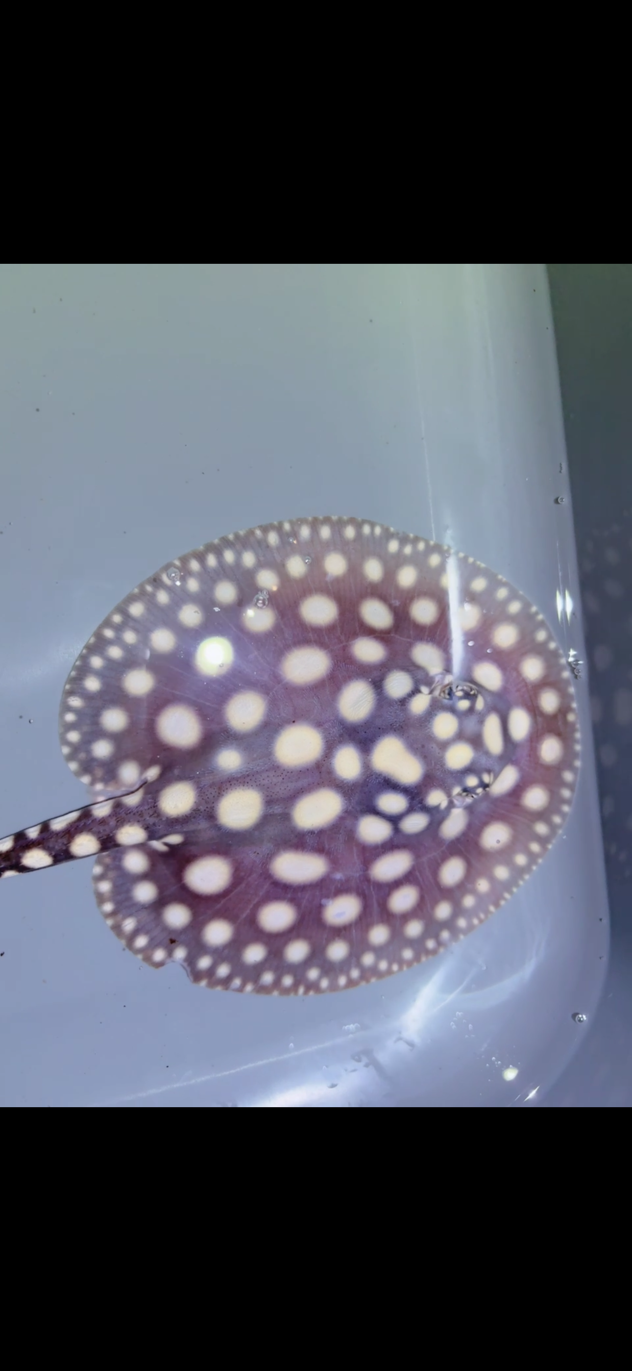 Freshwater stingray black diamond Female 6inch 17