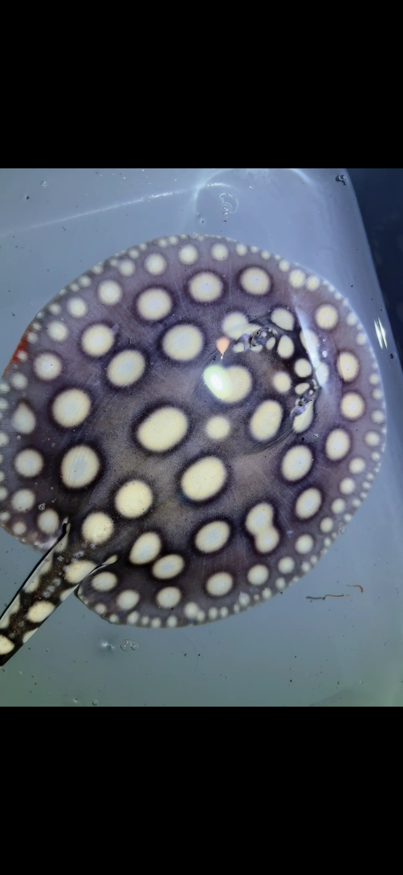 Freshwater stingray SWC black diamond Male