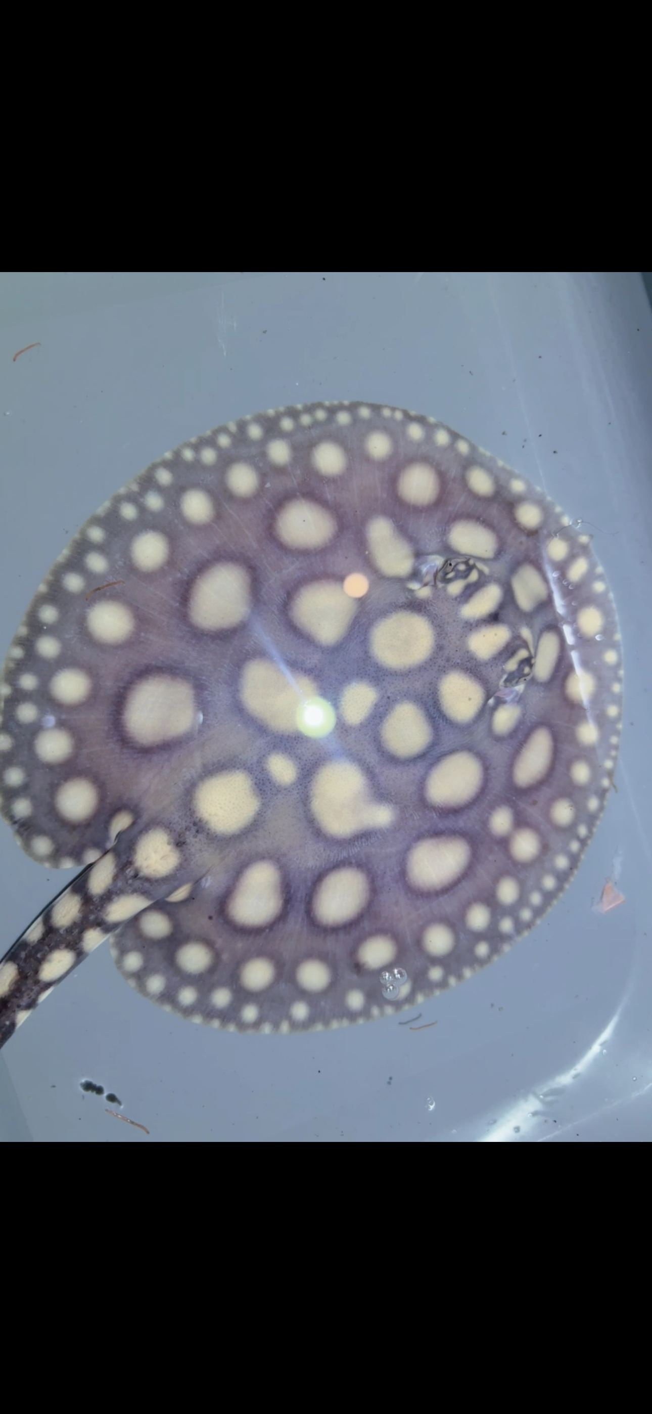 Freshwater stingray SWC black diamond Male