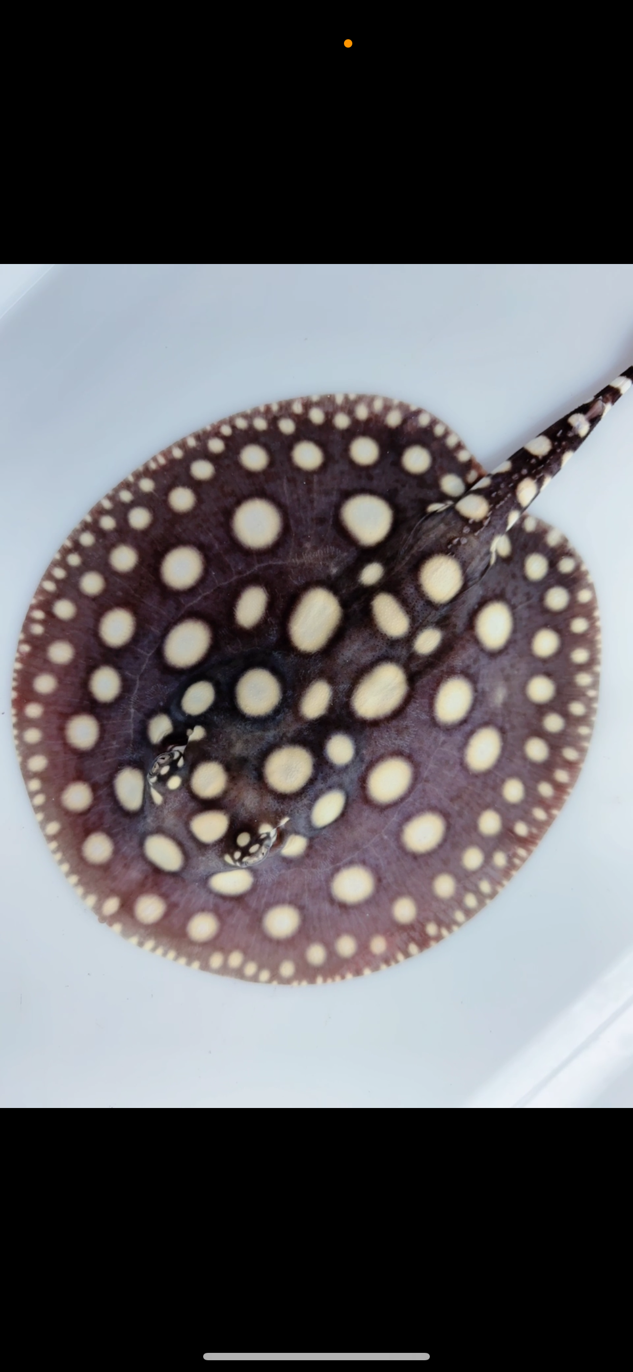 Freshwater stingray black diamond female 6inch