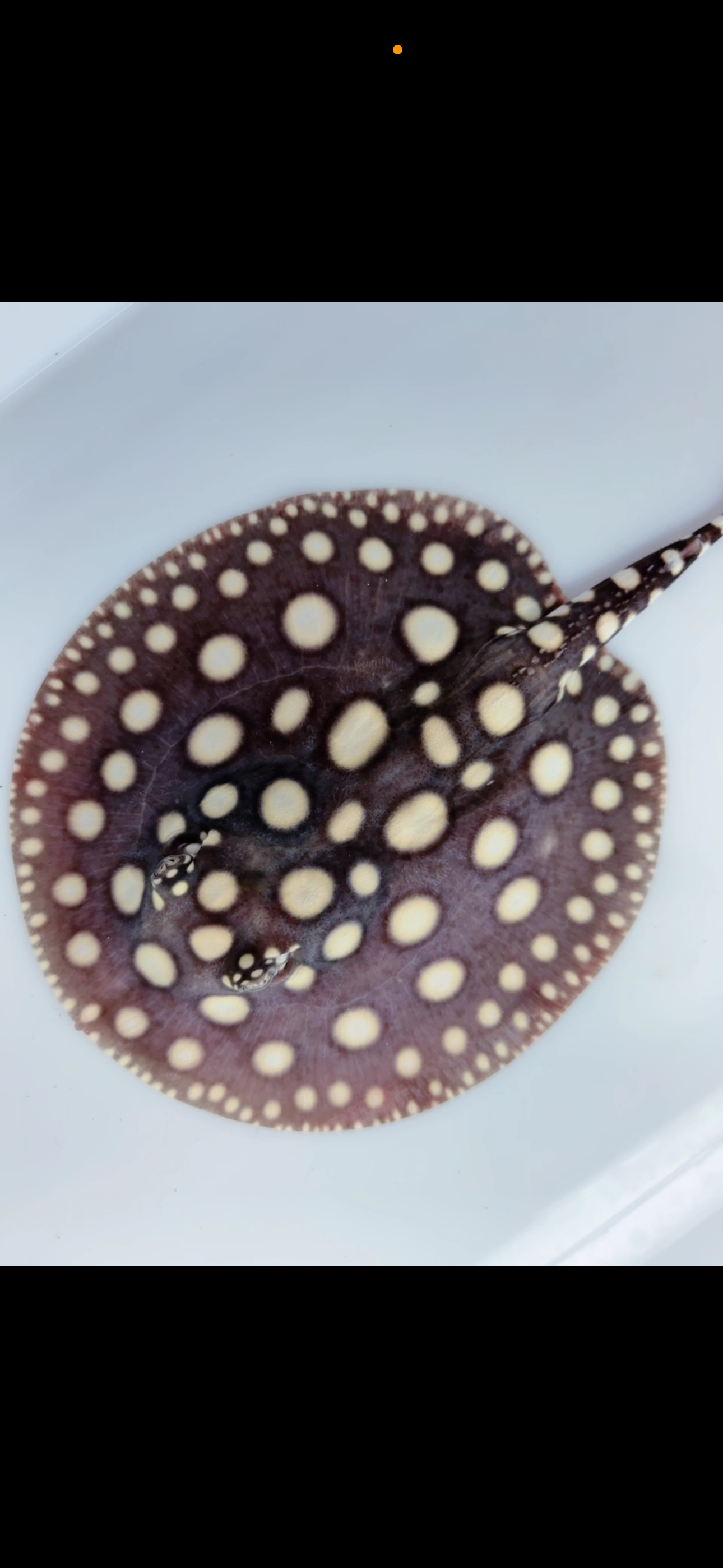 Freshwater stingray black diamond female 6inch
