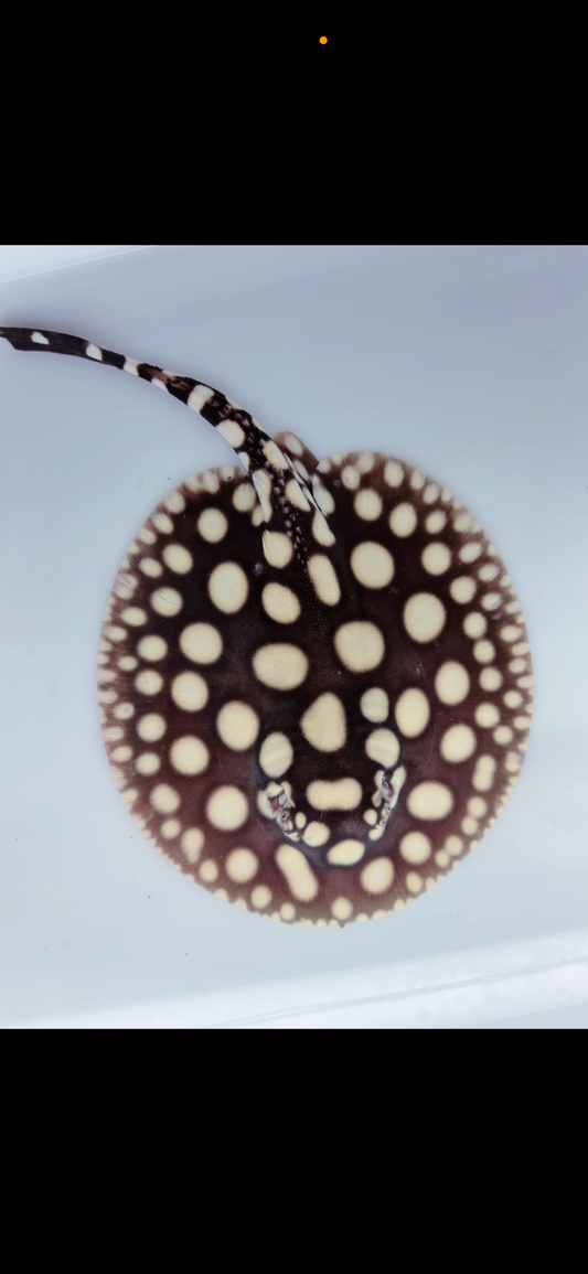 Freshwater stingray black diamond male 5inch