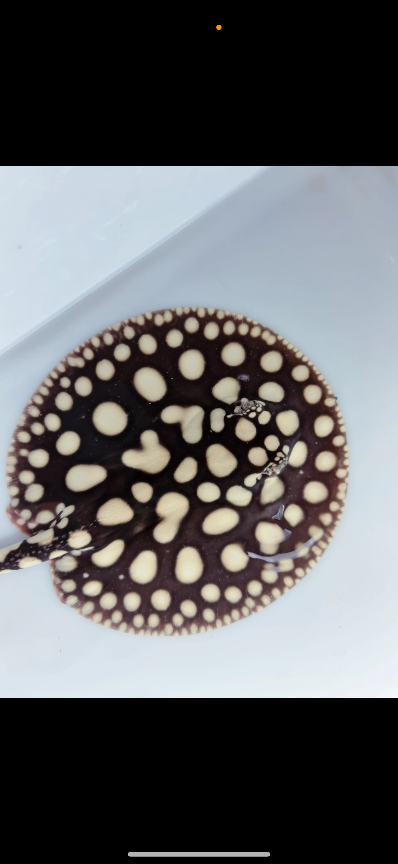 Freshwater stingray black diamond male 7inch