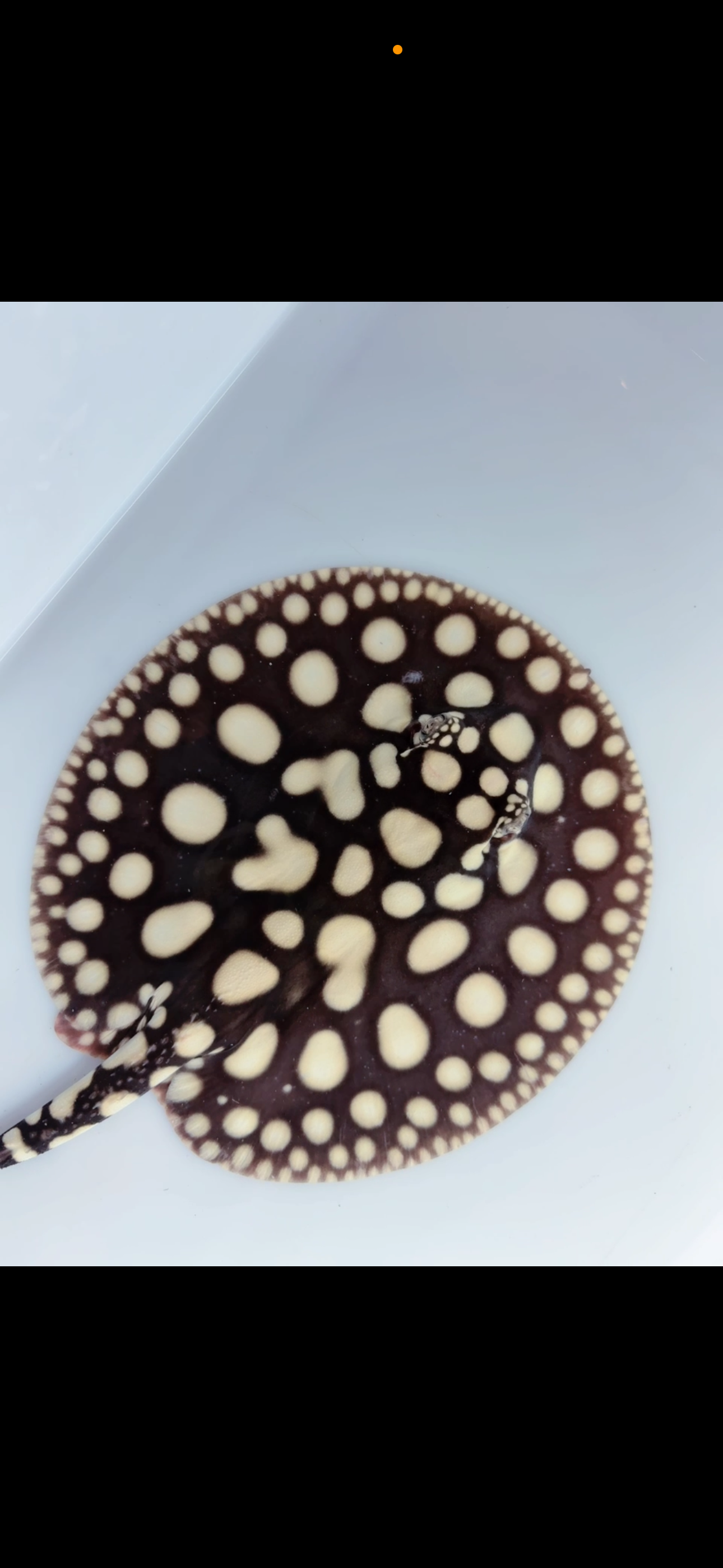 Freshwater stingray black diamond male 7inch