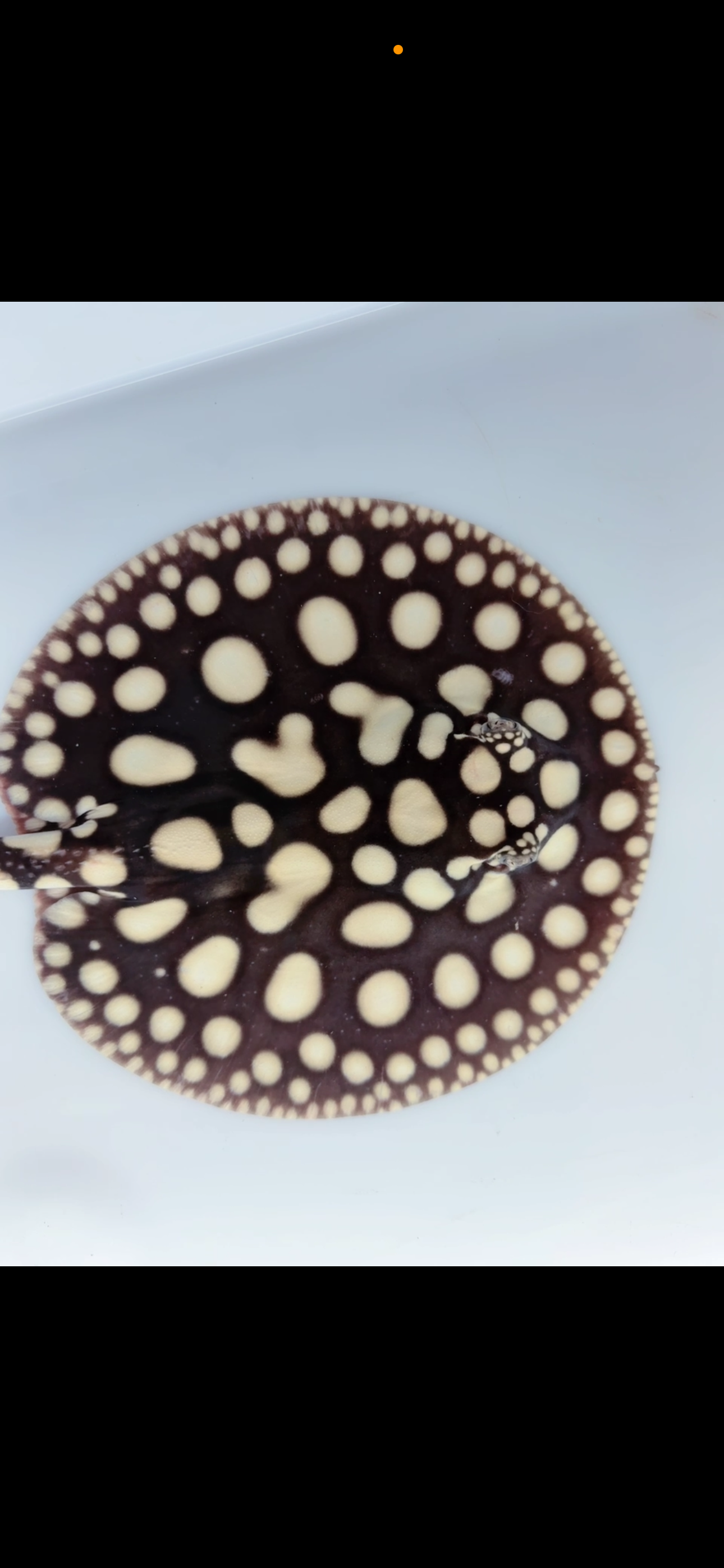 Freshwater stingray black diamond male 7inch