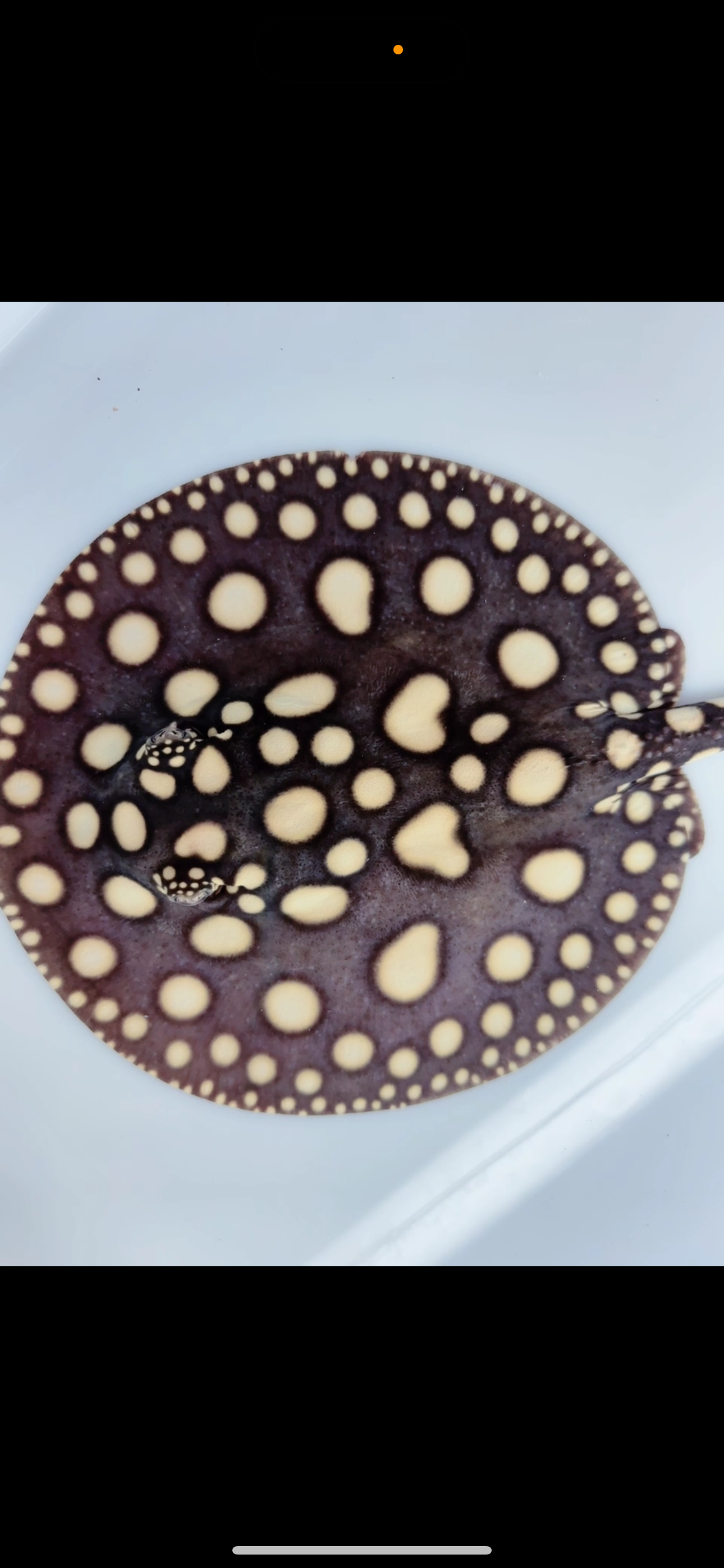 Freshwater stingray black diamond female 7inch