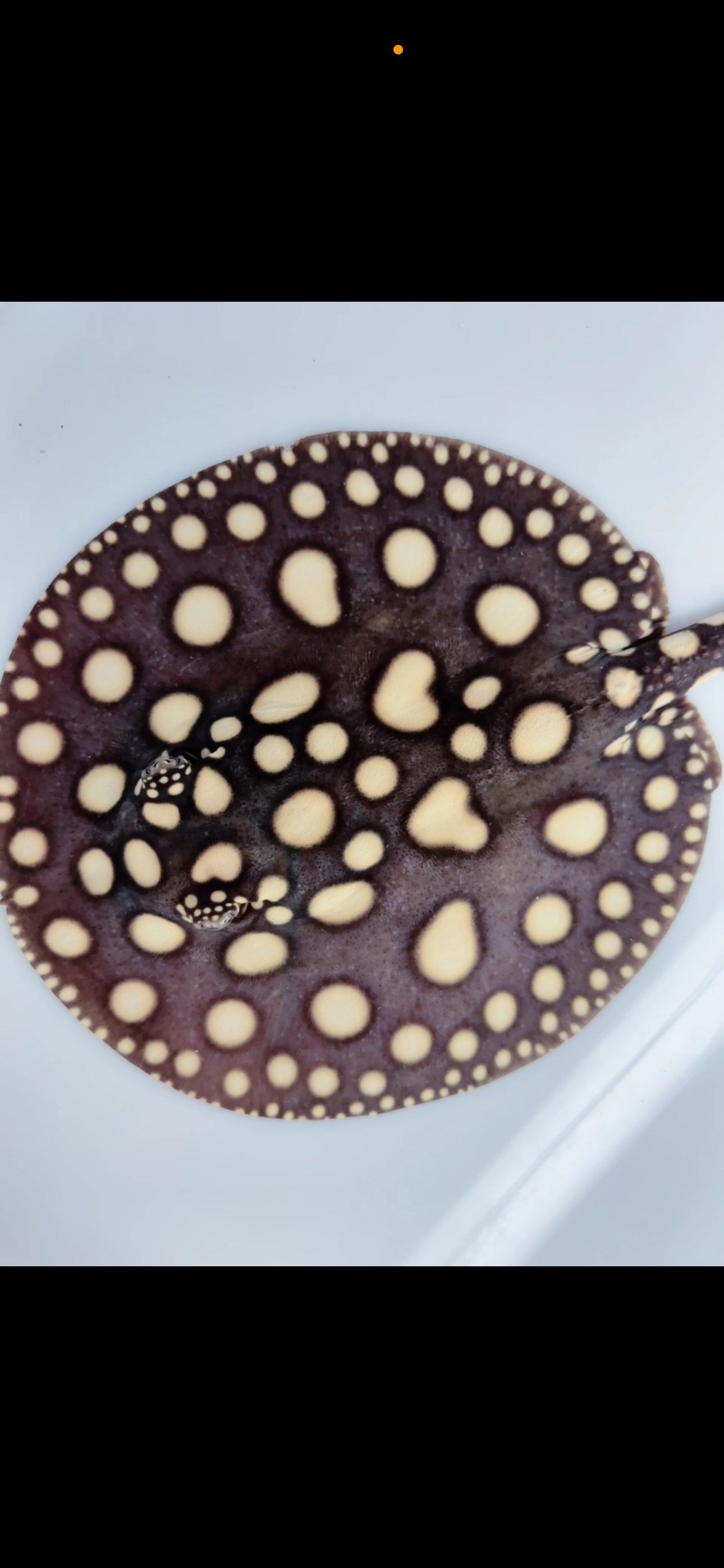 Freshwater stingray black diamond female 7inch