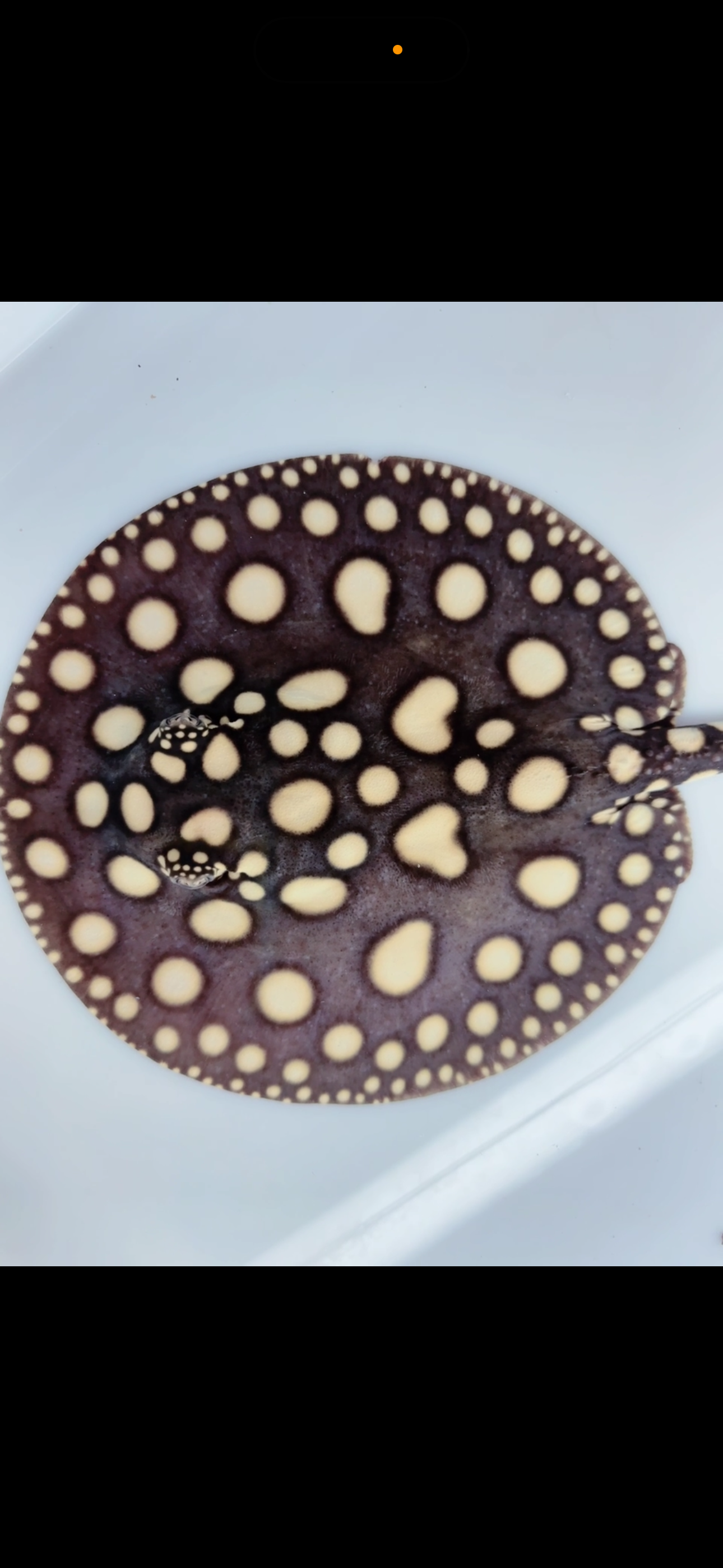 Freshwater stingray black diamond female 7inch