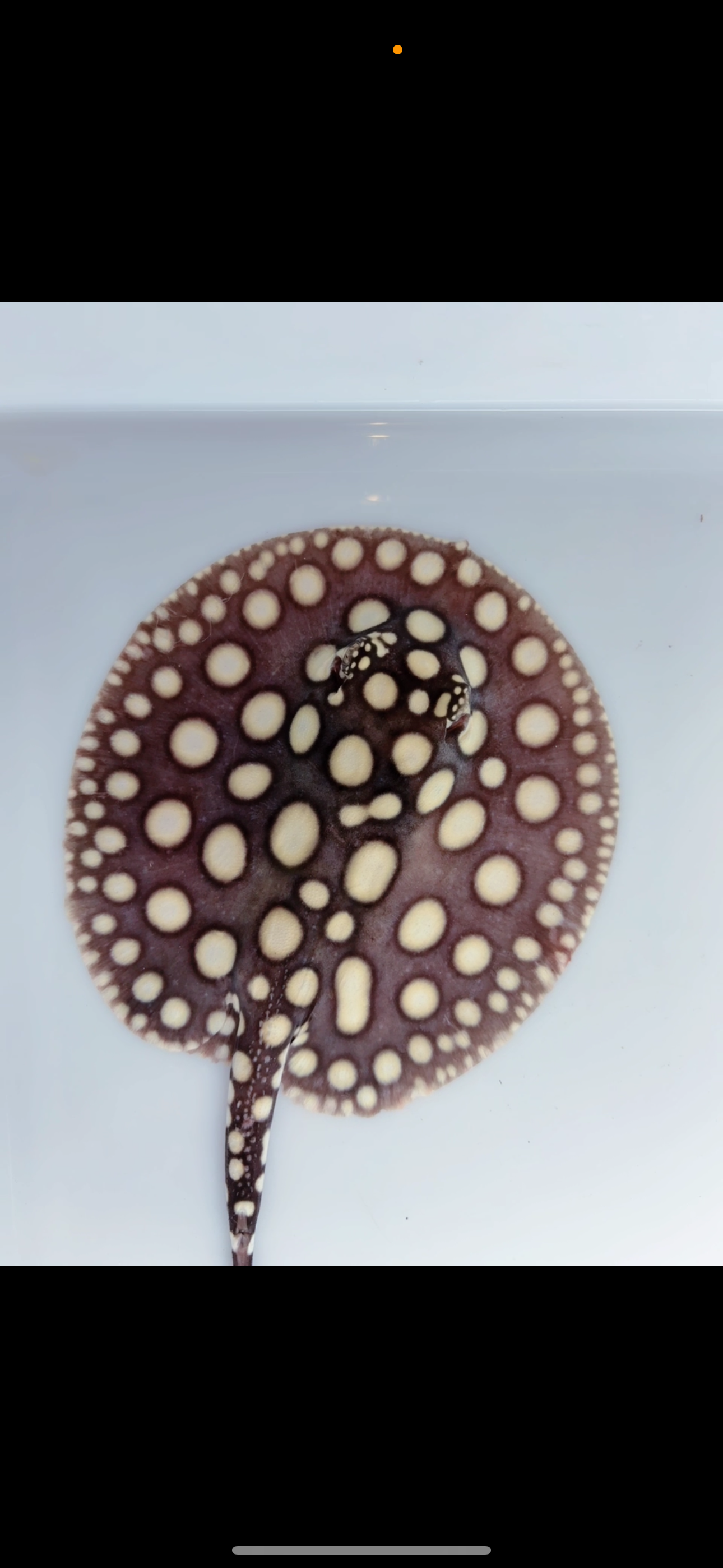 Freshwater stingray black diamond male 6inch