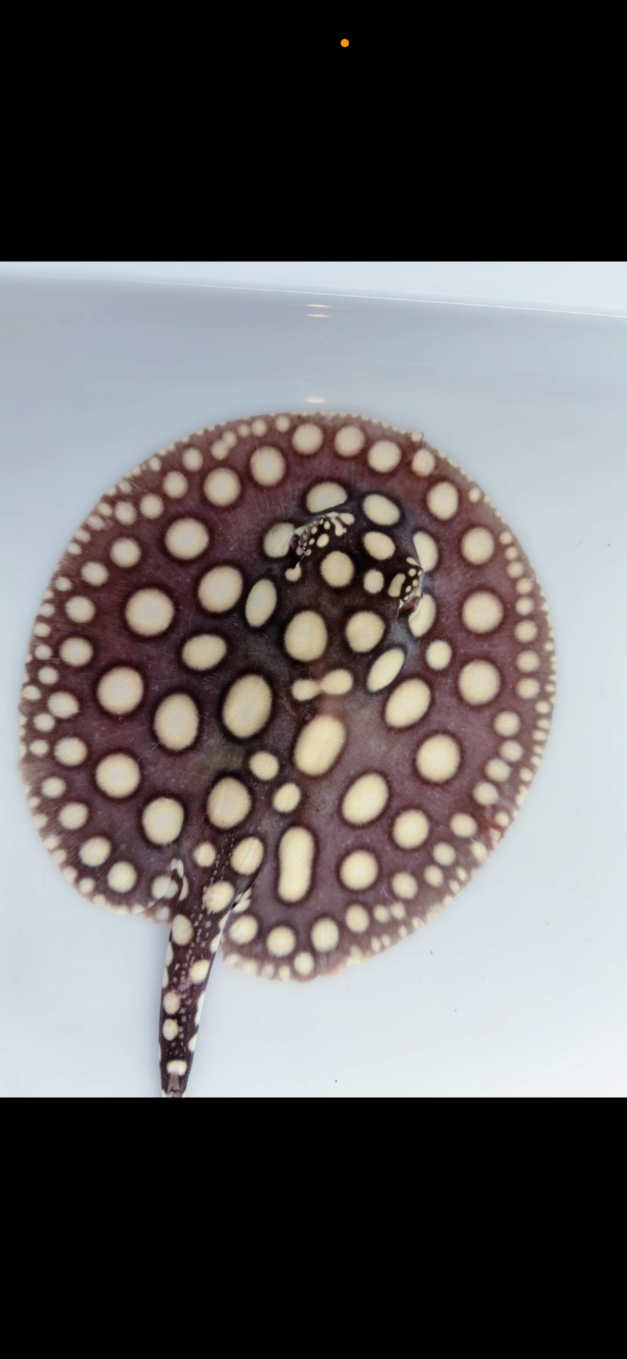 Freshwater stingray black diamond male 6inch