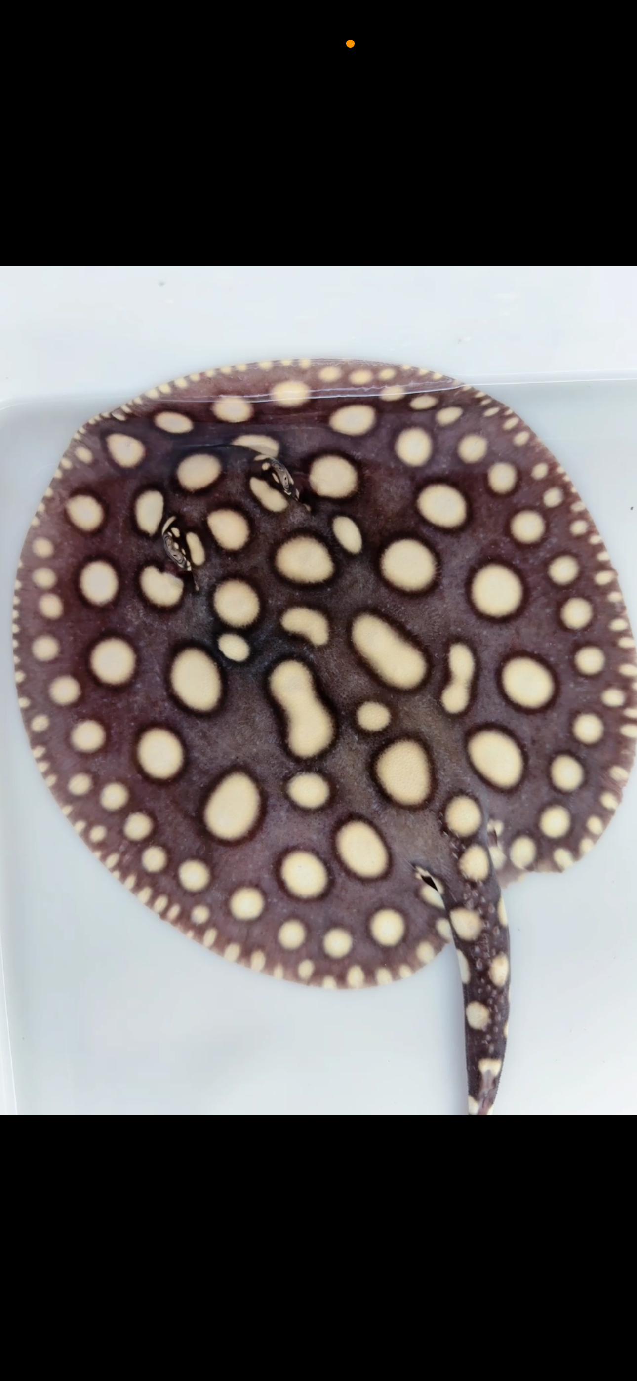 Freshwater stingray black diamond male 7inch