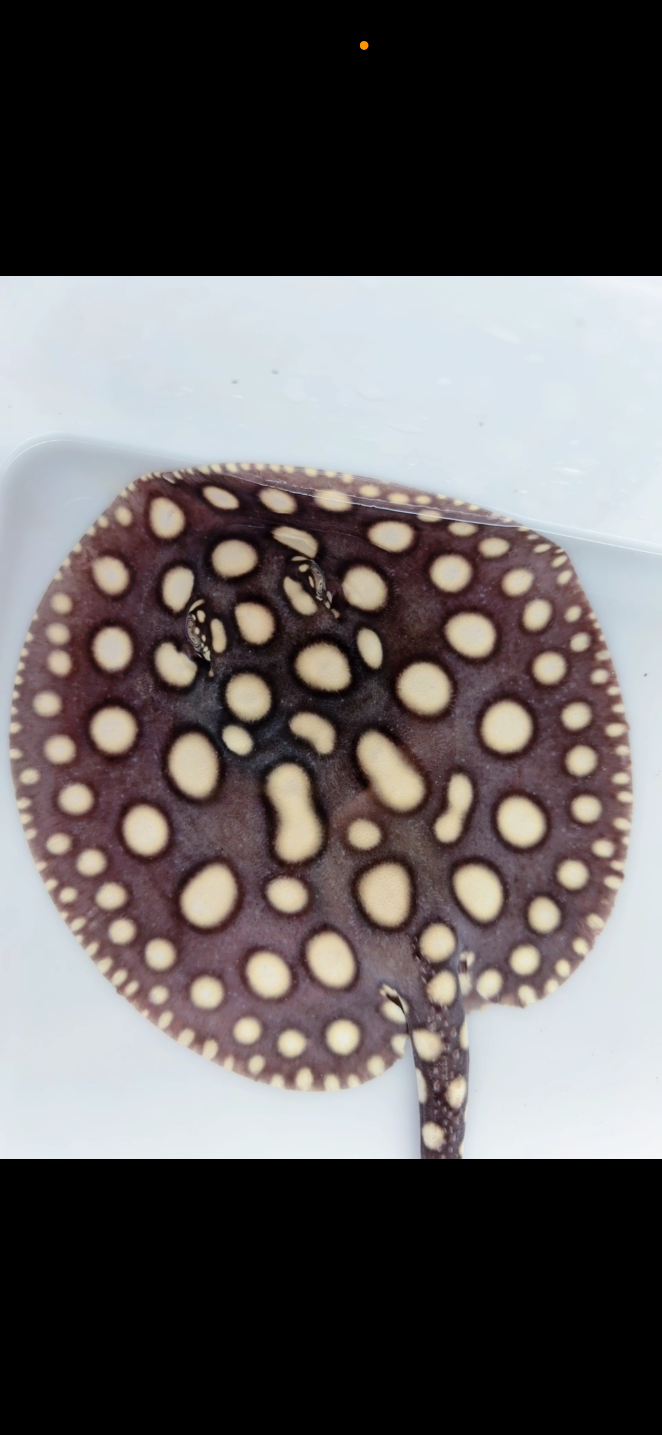 Freshwater stingray black diamond male 7inch