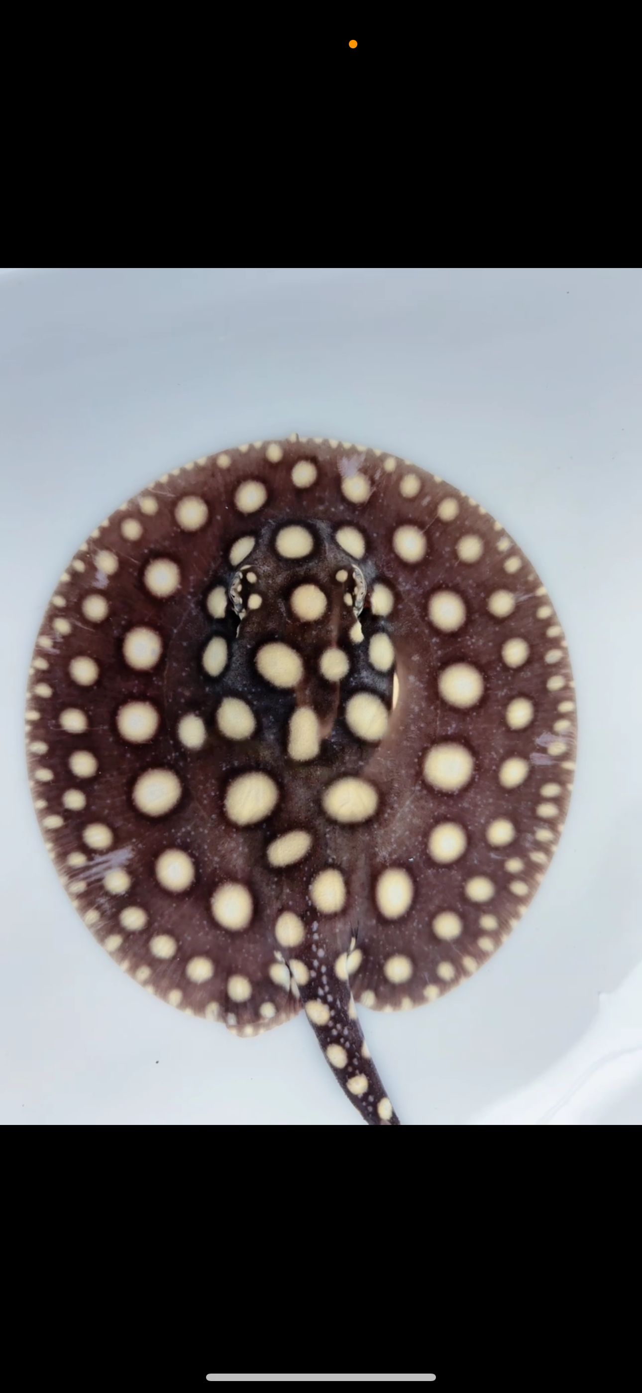 Freshwater stingray black diamond female 6inch