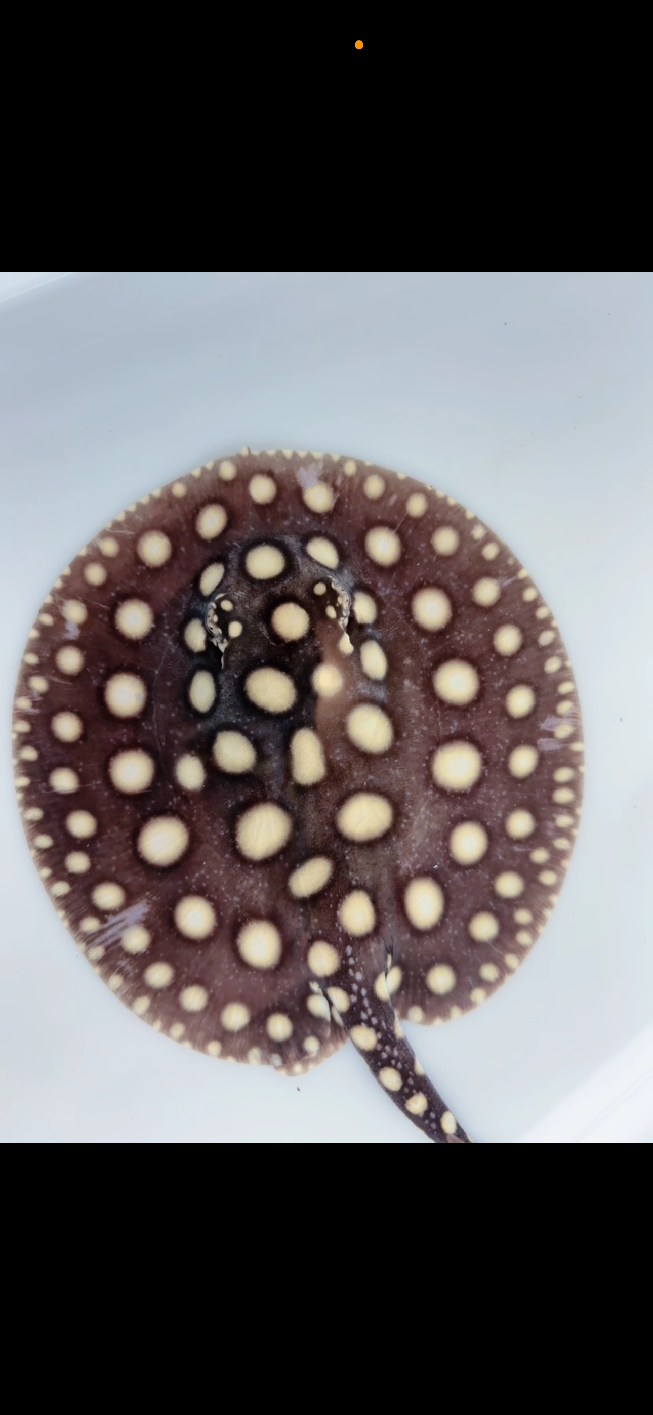 Freshwater stingray black diamond female 6inch