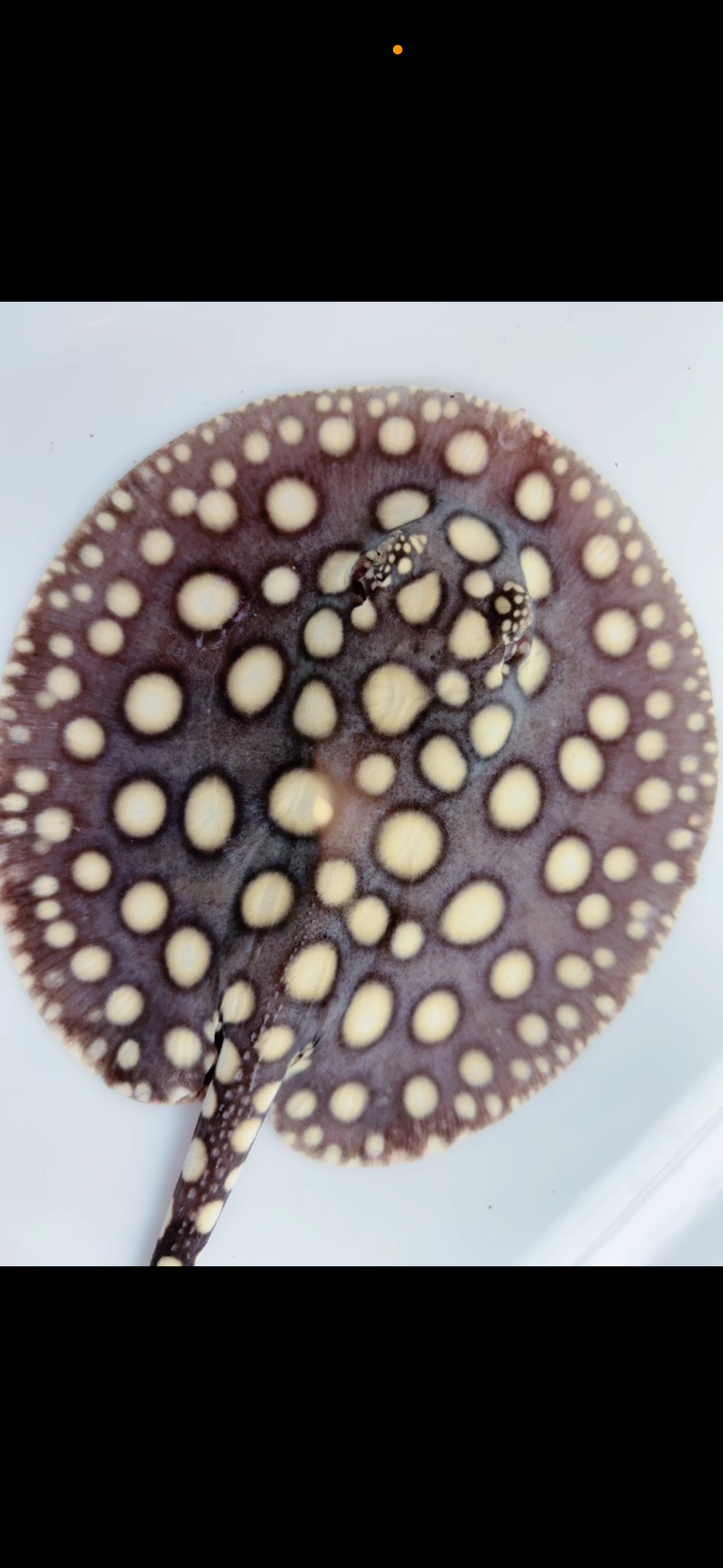 Freshwater stingray black diamond male 6inch
