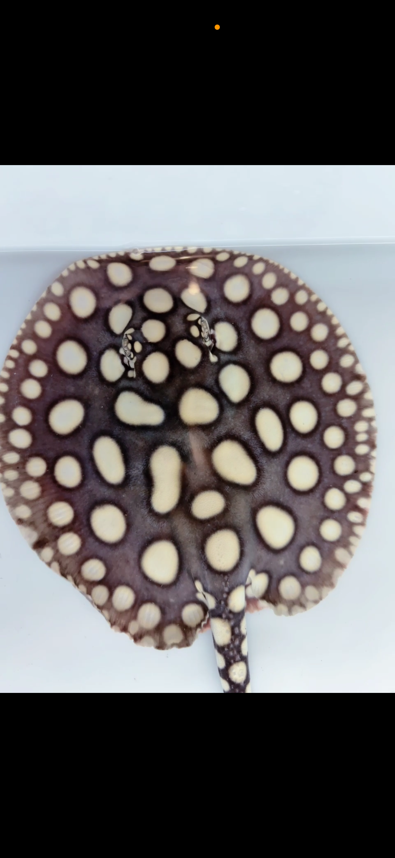 Freshwater stingray black diamond male 7inch