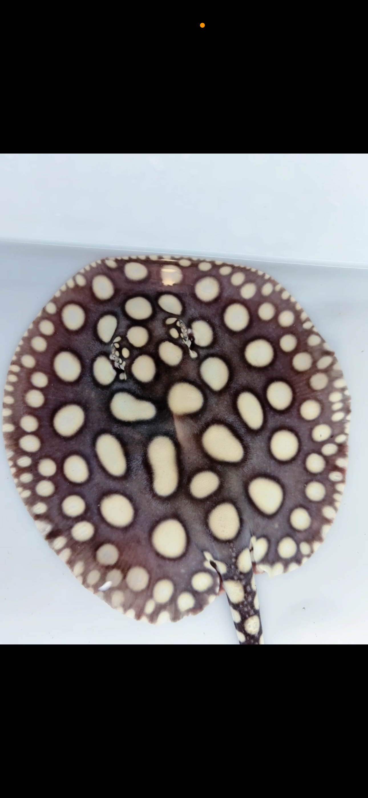 Freshwater stingray black diamond male 7inch