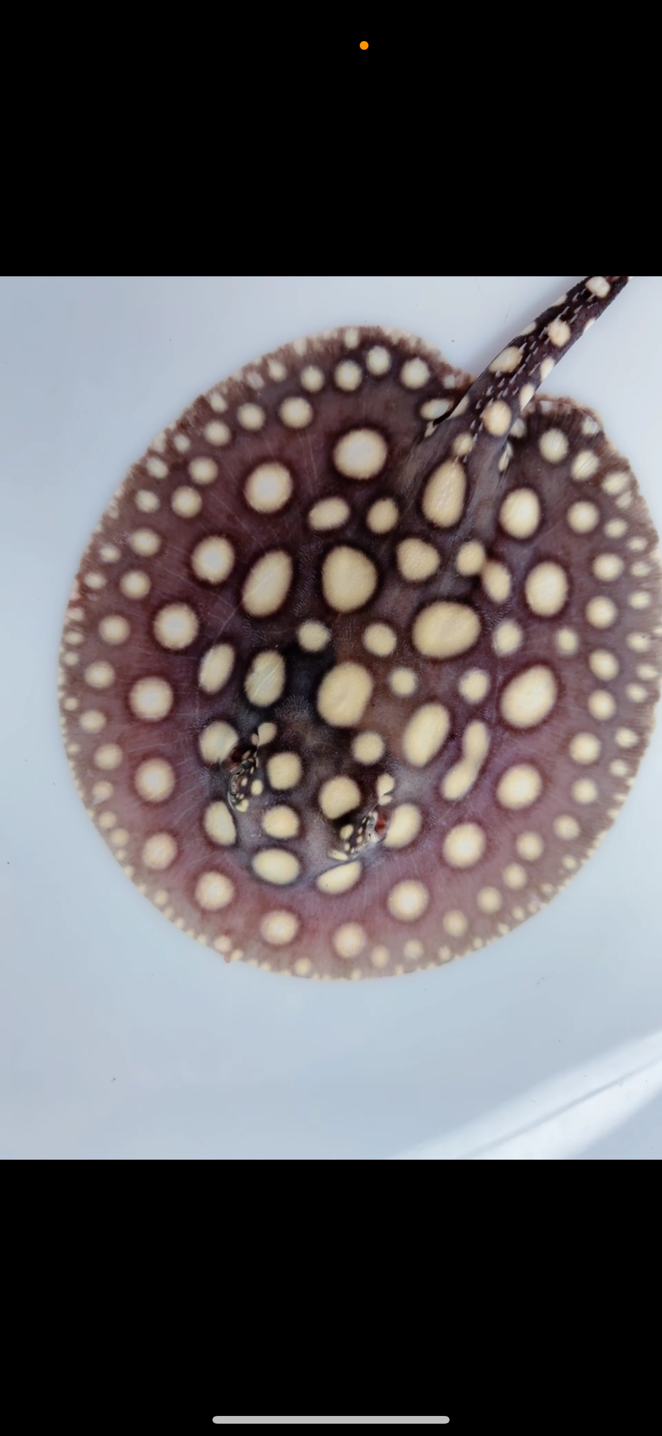 Freshwater stingray black diamond female 6inch