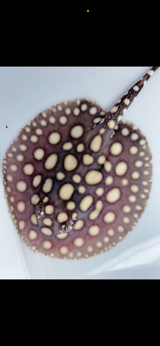 Freshwater stingray black diamond female 6inch