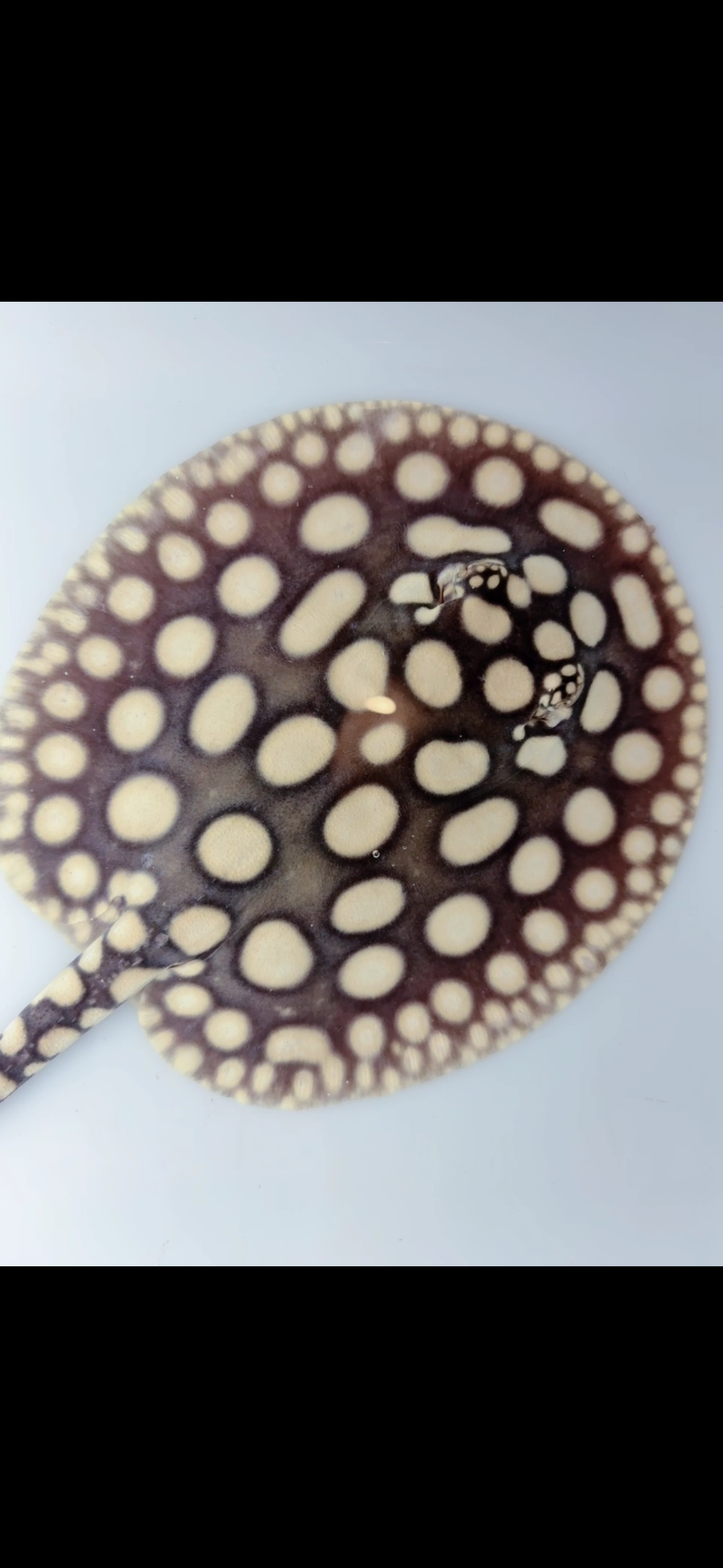 Freshwater stingray black diamond male