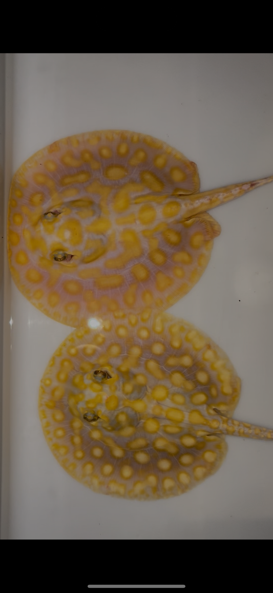 Freshwater stingray Key diamond redbase albino pair 6inch