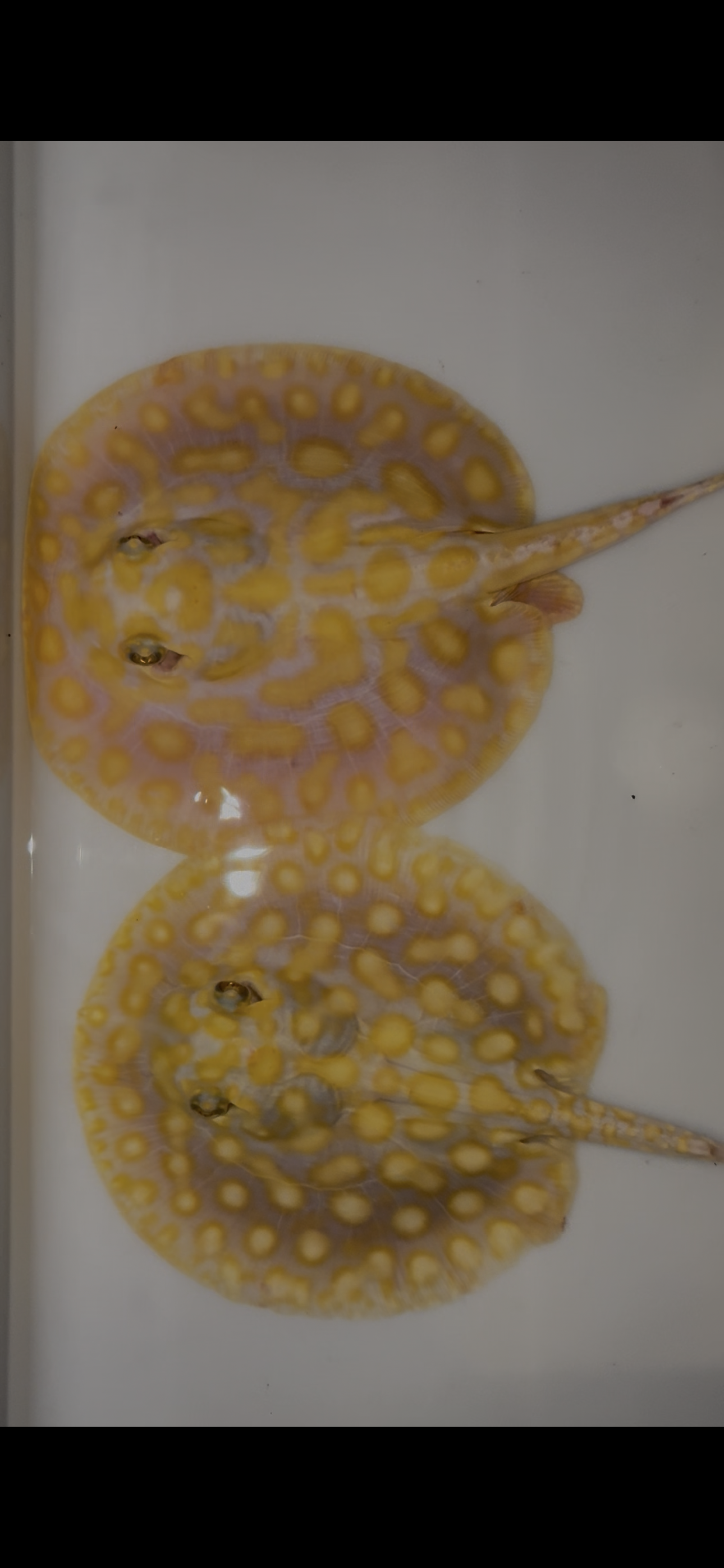 Freshwater stingray Key diamond redbase albino pair 6inch