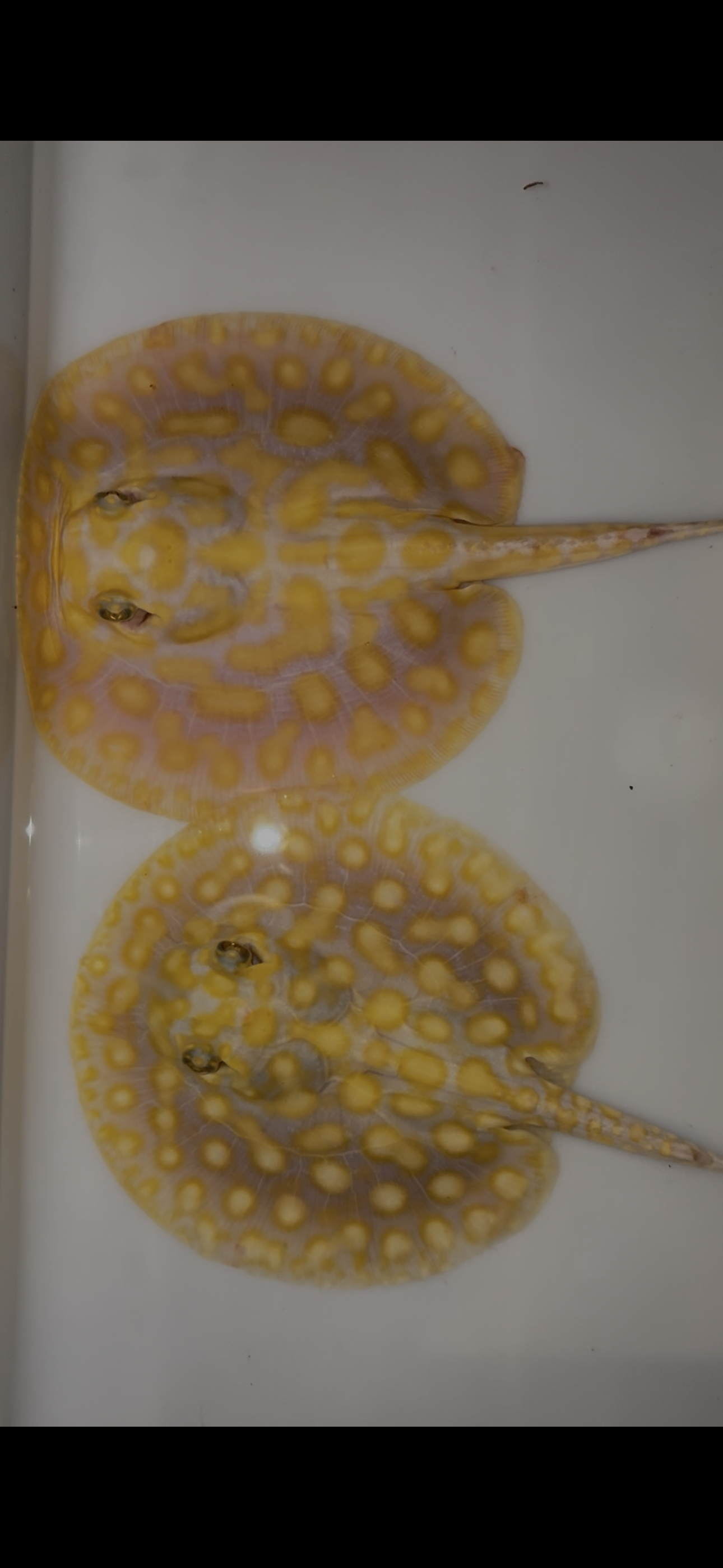 Freshwater stingray Key diamond redbase albino pair 6inch