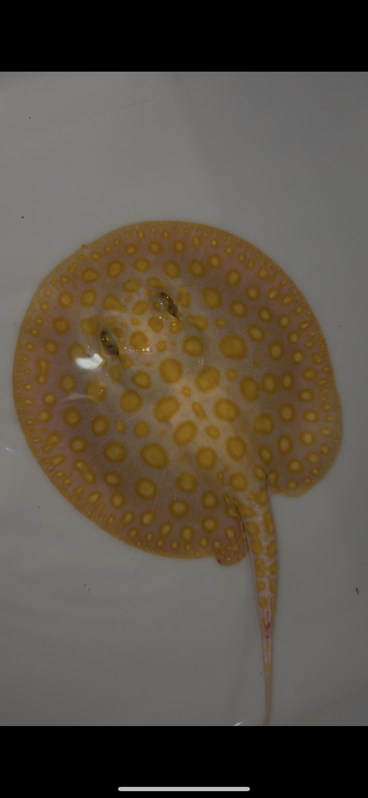 Freshwater stingray black diamond hybrid male 7inch