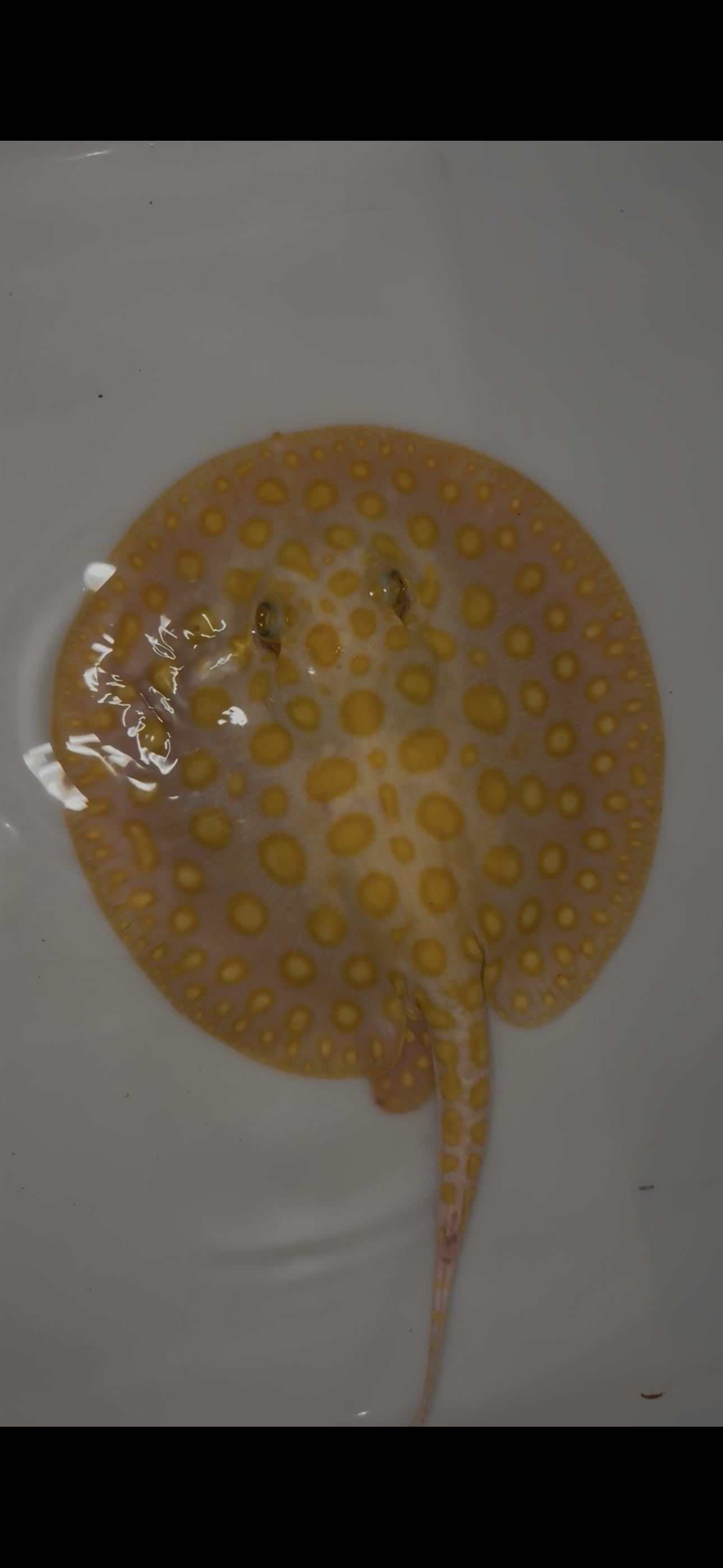 Freshwater stingray black diamond hybrid male 7inch