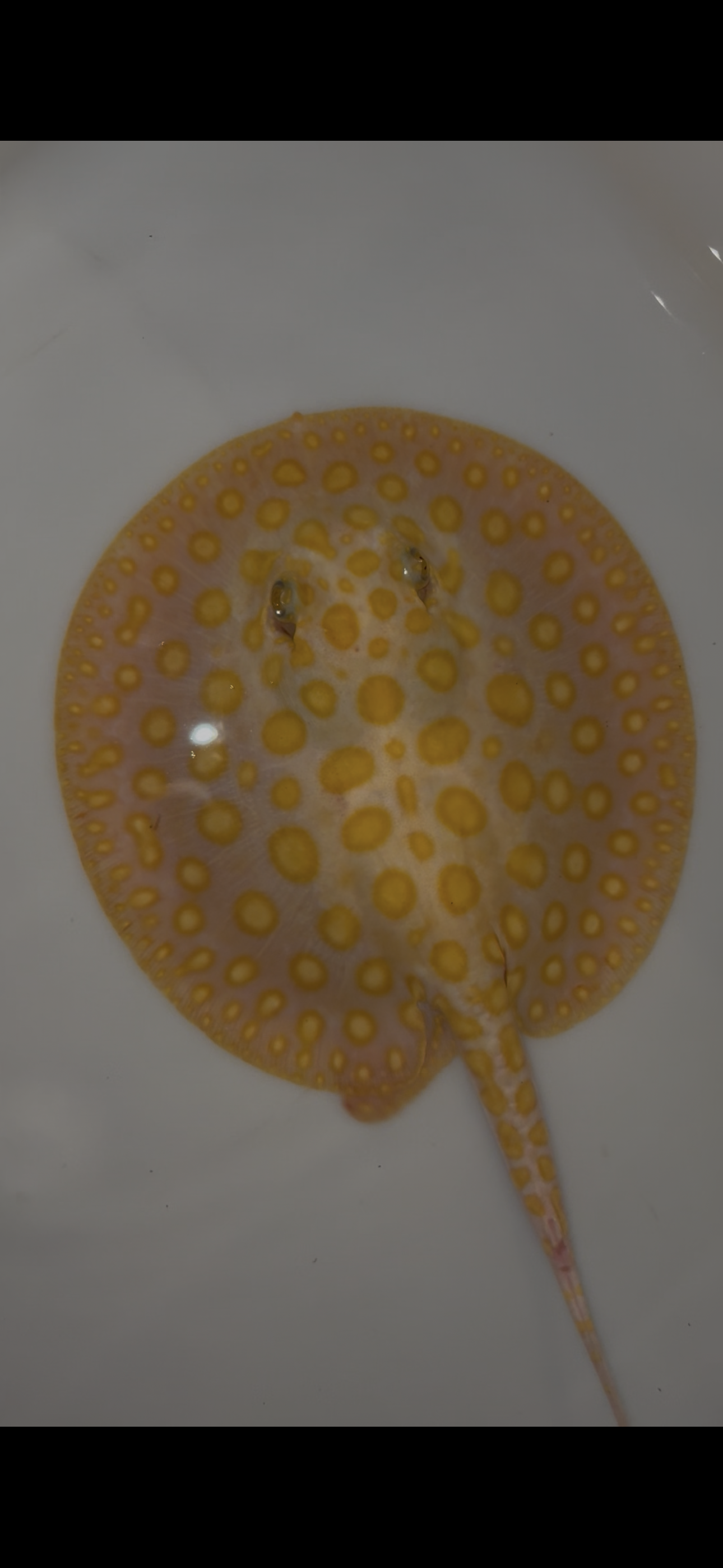 Freshwater stingray black diamond hybrid male 7inch