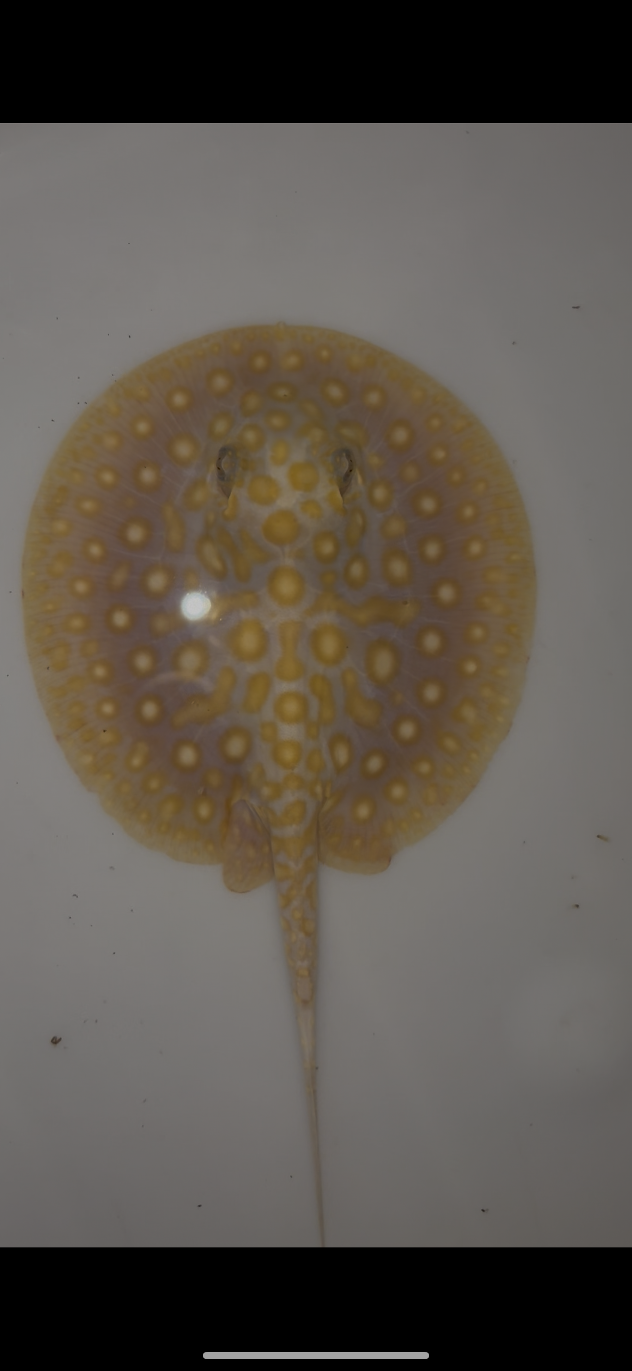 Freshwater stingray Key diamond redbase albino female 5inch