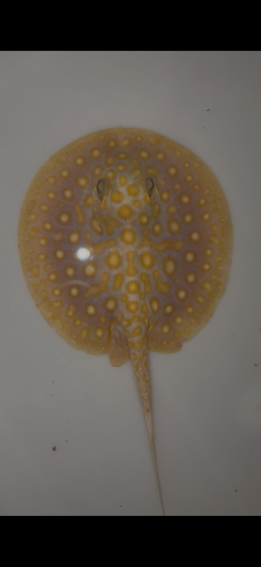 Freshwater stingray Key diamond redbase albino female 5inch