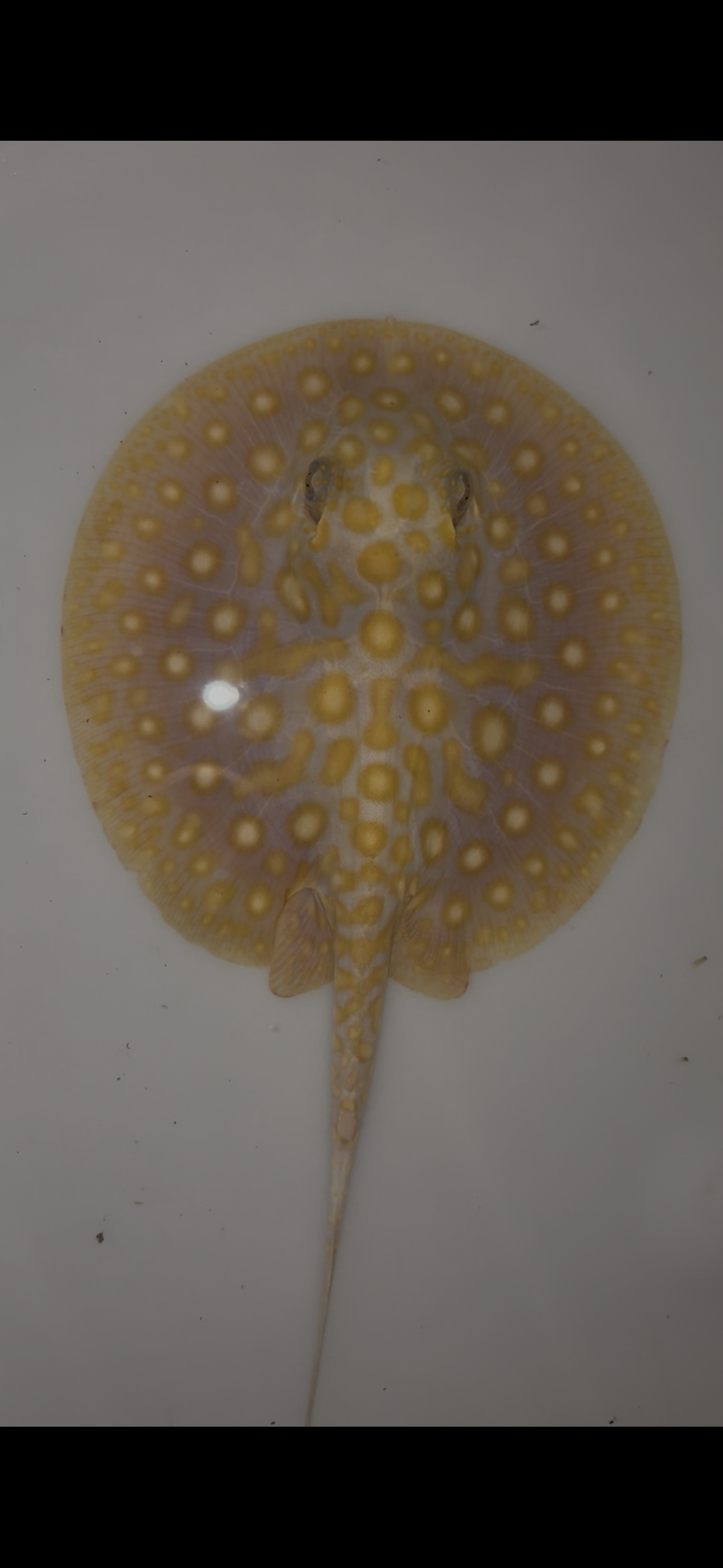Freshwater stingray Key diamond redbase albino female 5inch