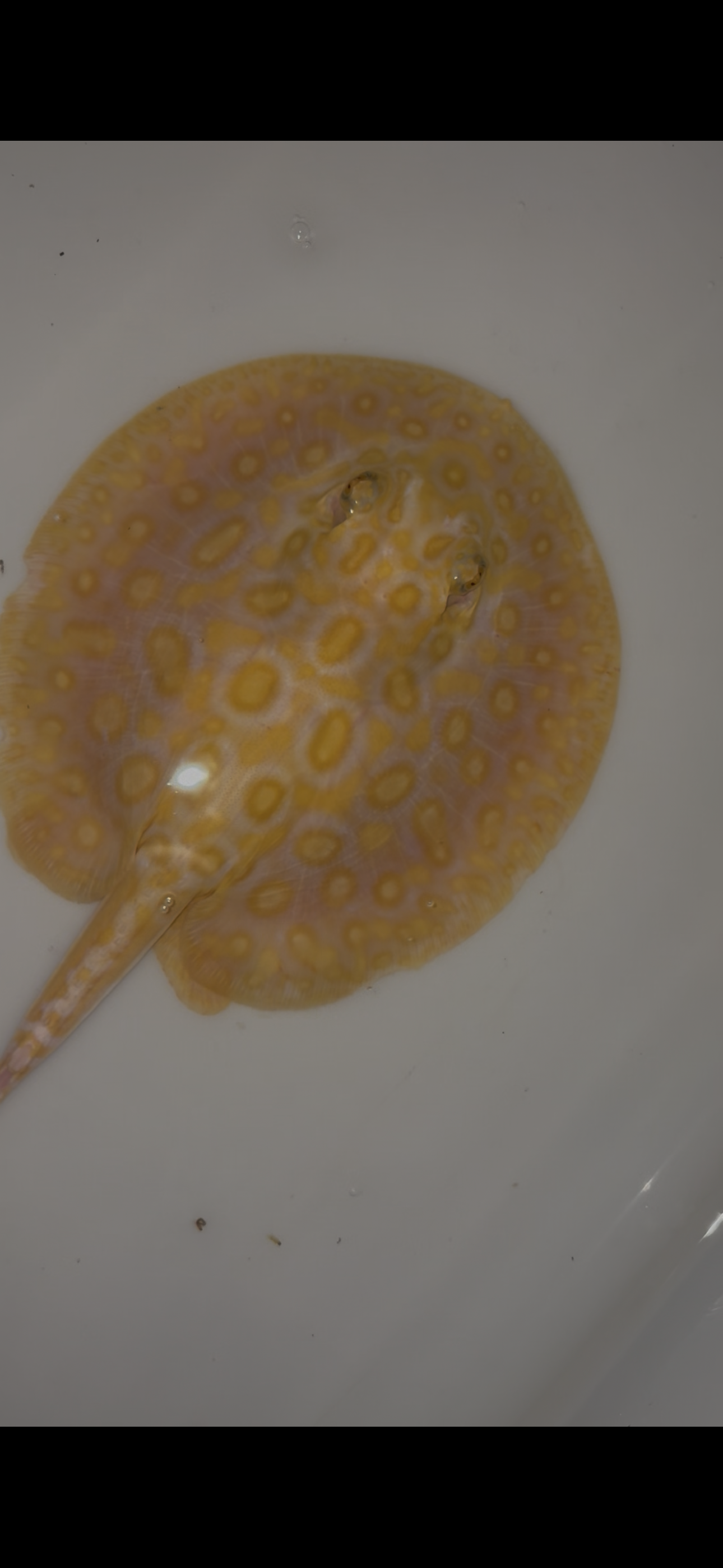 Freshwater stingray black diamond hybrid male 6inch