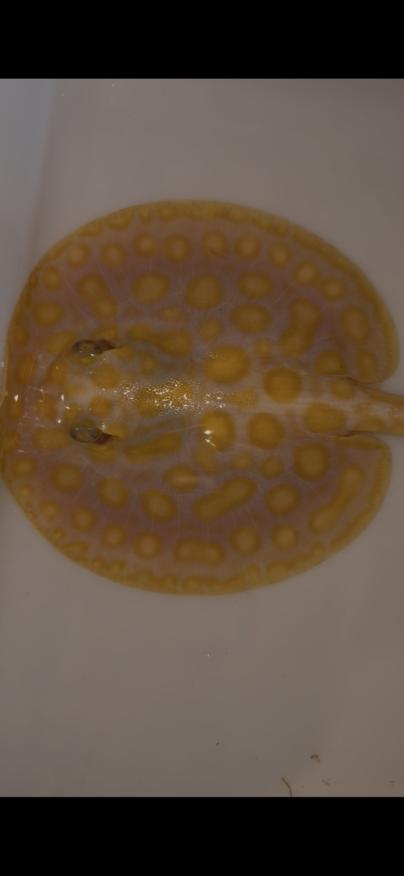 Freshwater stingray Key diamond redbase albino male 6inch