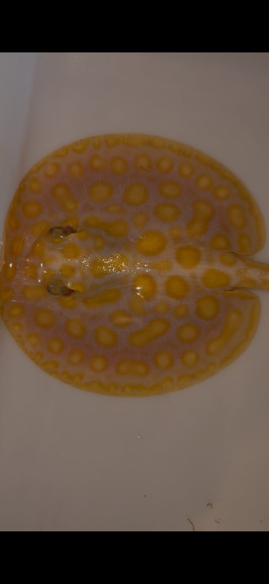 Freshwater stingray Key diamond redbase albino male 6inch