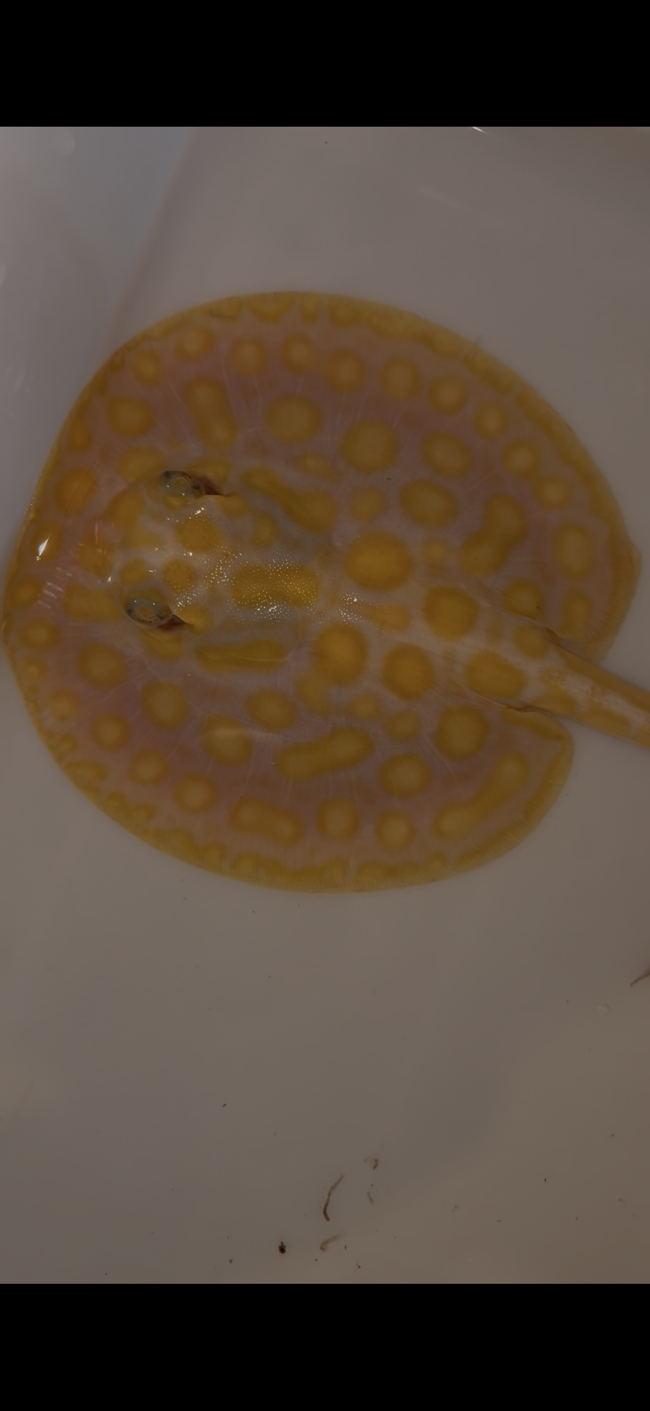 Freshwater stingray Key diamond redbase albino male 6inch