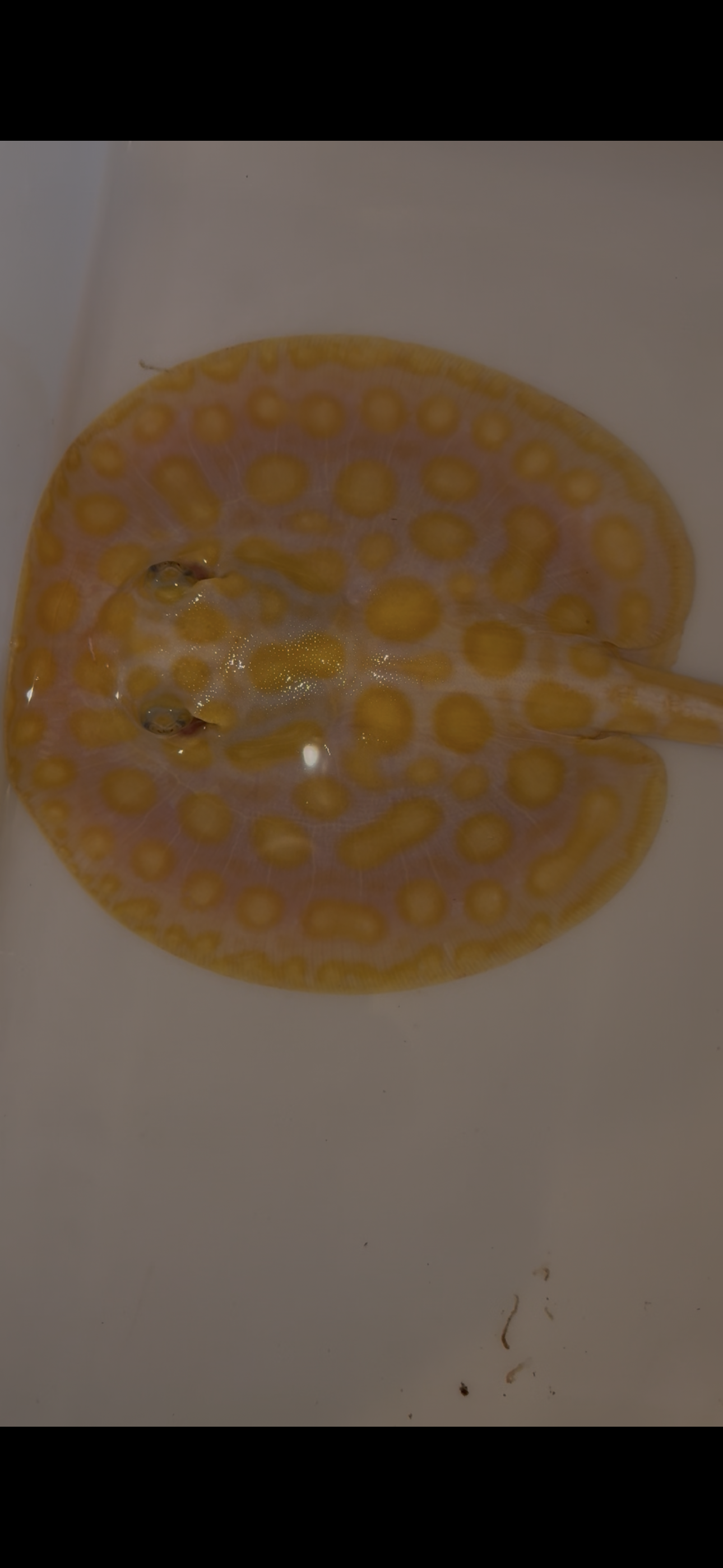 Freshwater stingray Key diamond redbase albino male 6inch