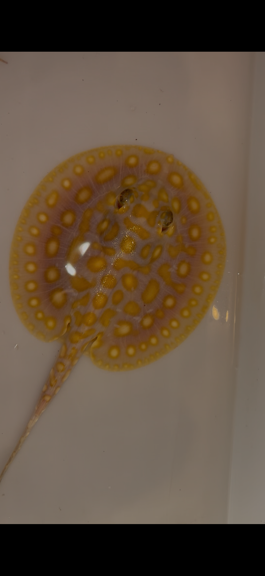 Freshwater stingray Key diamond redbase albino female 5inch