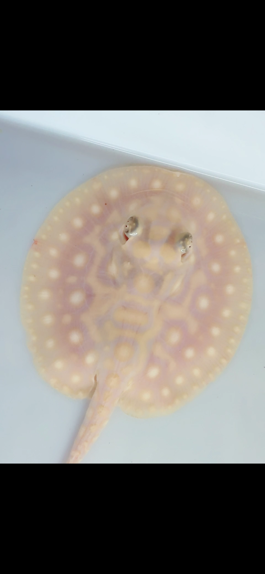 Freshwater stingray Key diamond redbase albino female 4inch
