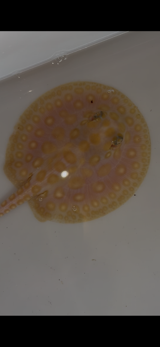 Freshwater stingray black diamond hybrid female 4inch