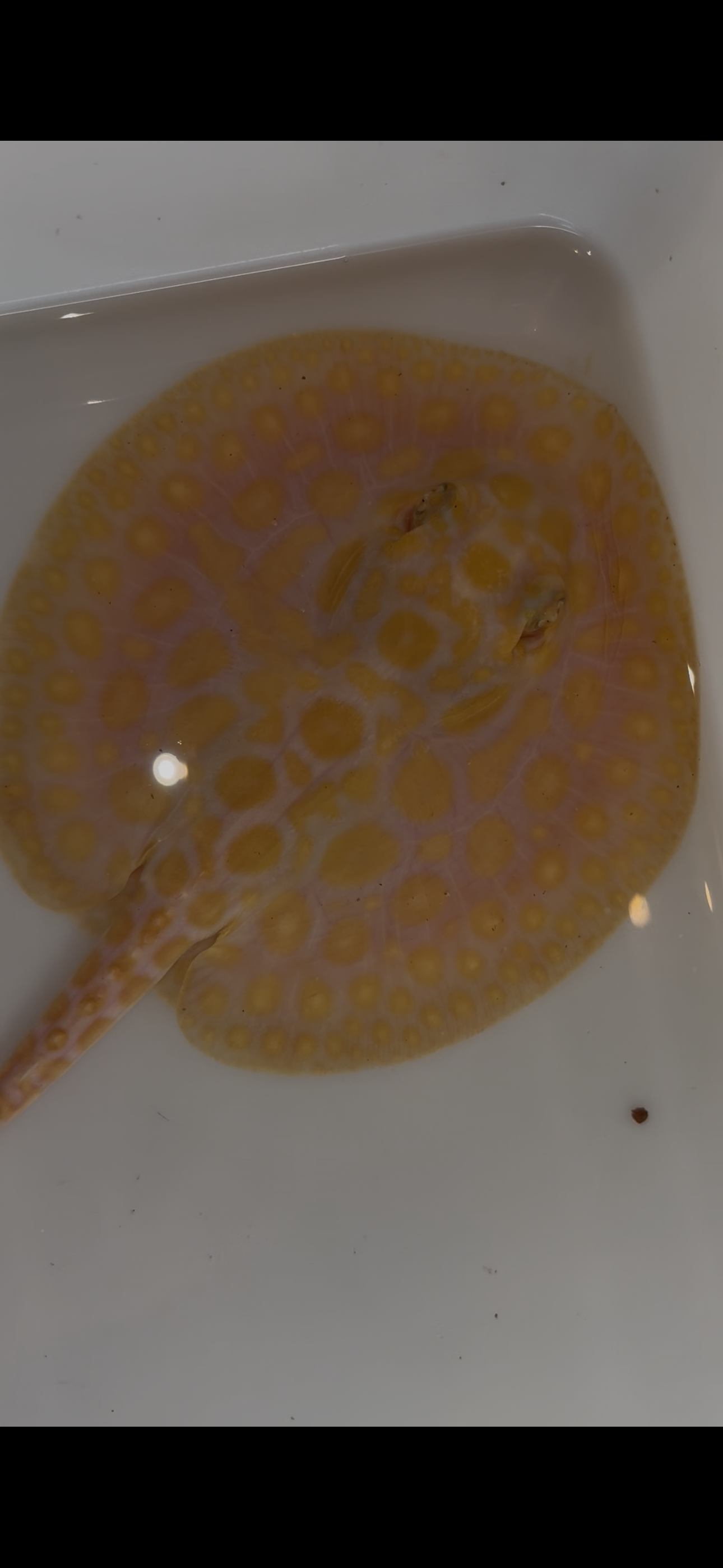 Freshwater stingray black diamond hybrid female 5inch