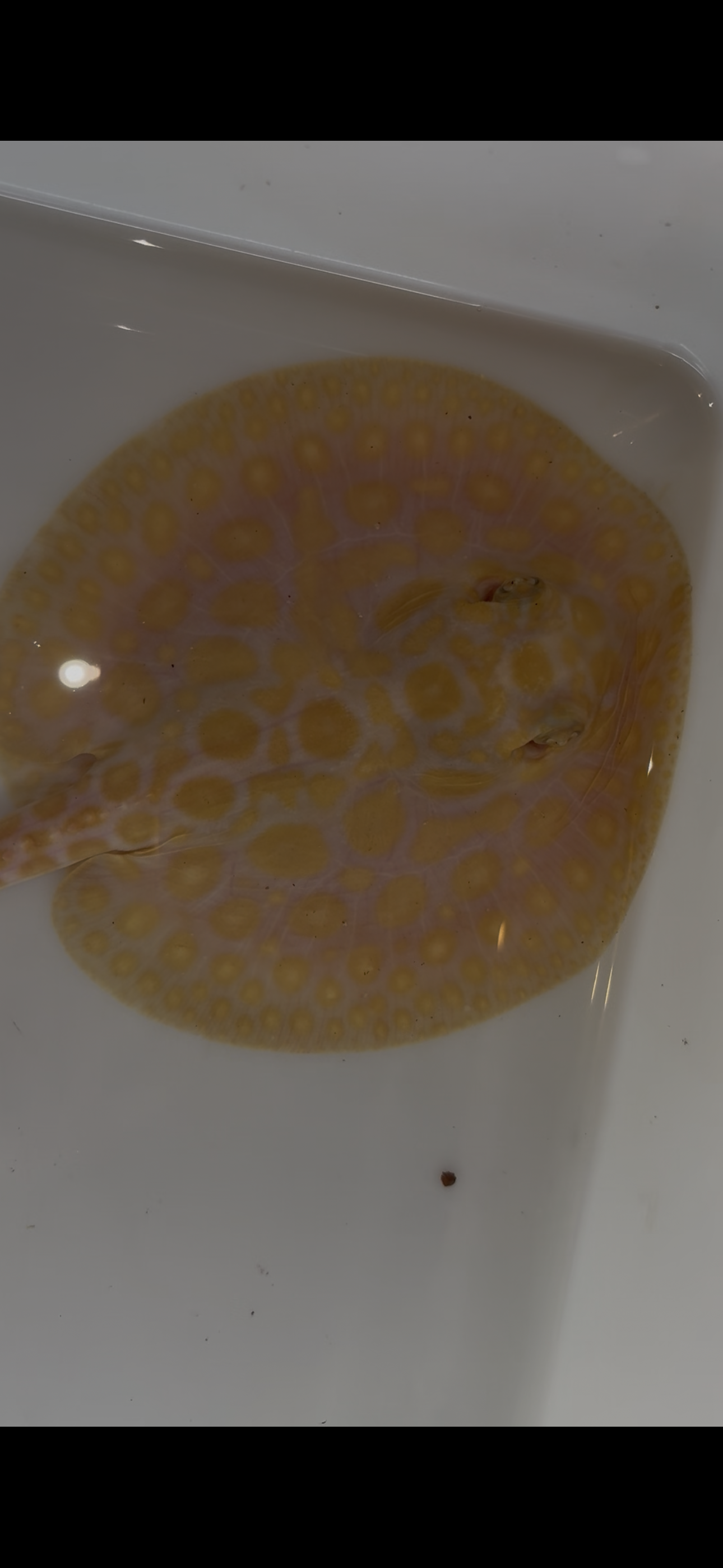 Freshwater stingray black diamond hybrid female 5inch