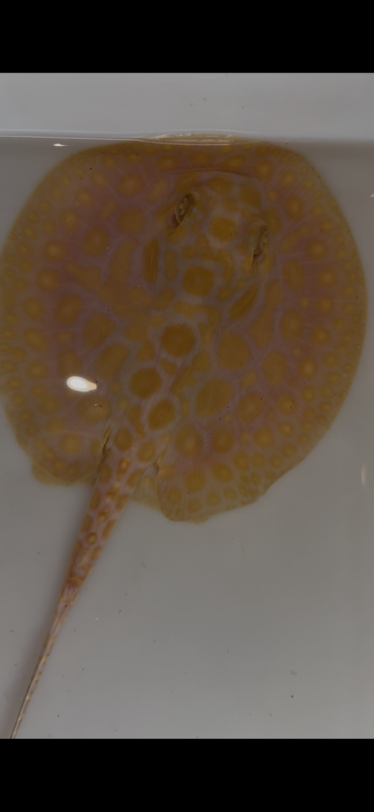 Freshwater stingray black diamond hybrid female 5inch