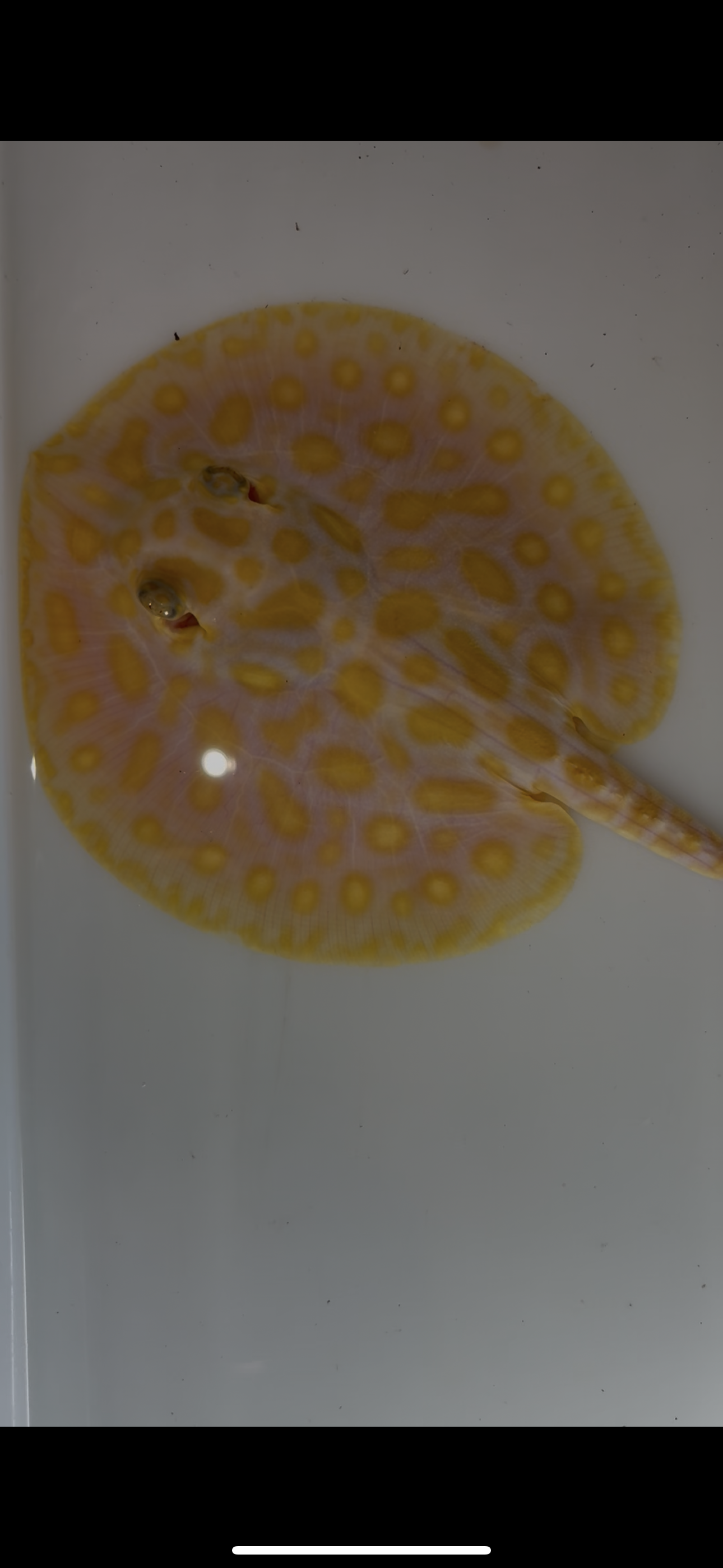 Freshwater stingray redbase leucistic key albino male 6inch