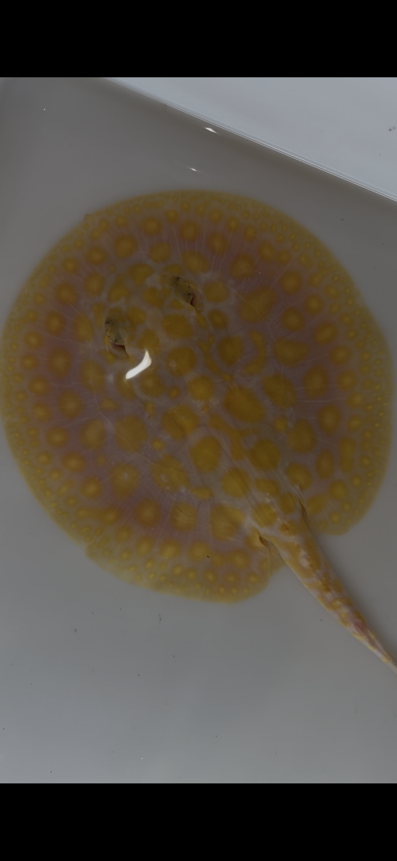 Freshwater stingray black diamond hybrid female 6inch