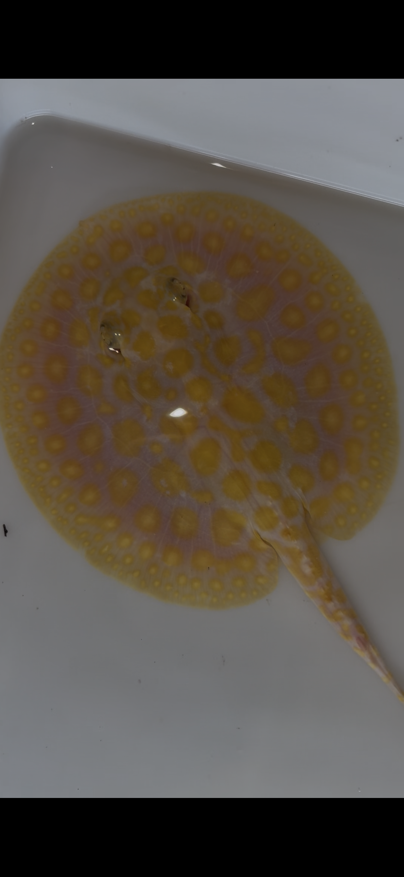 Freshwater stingray black diamond hybrid female 6inch
