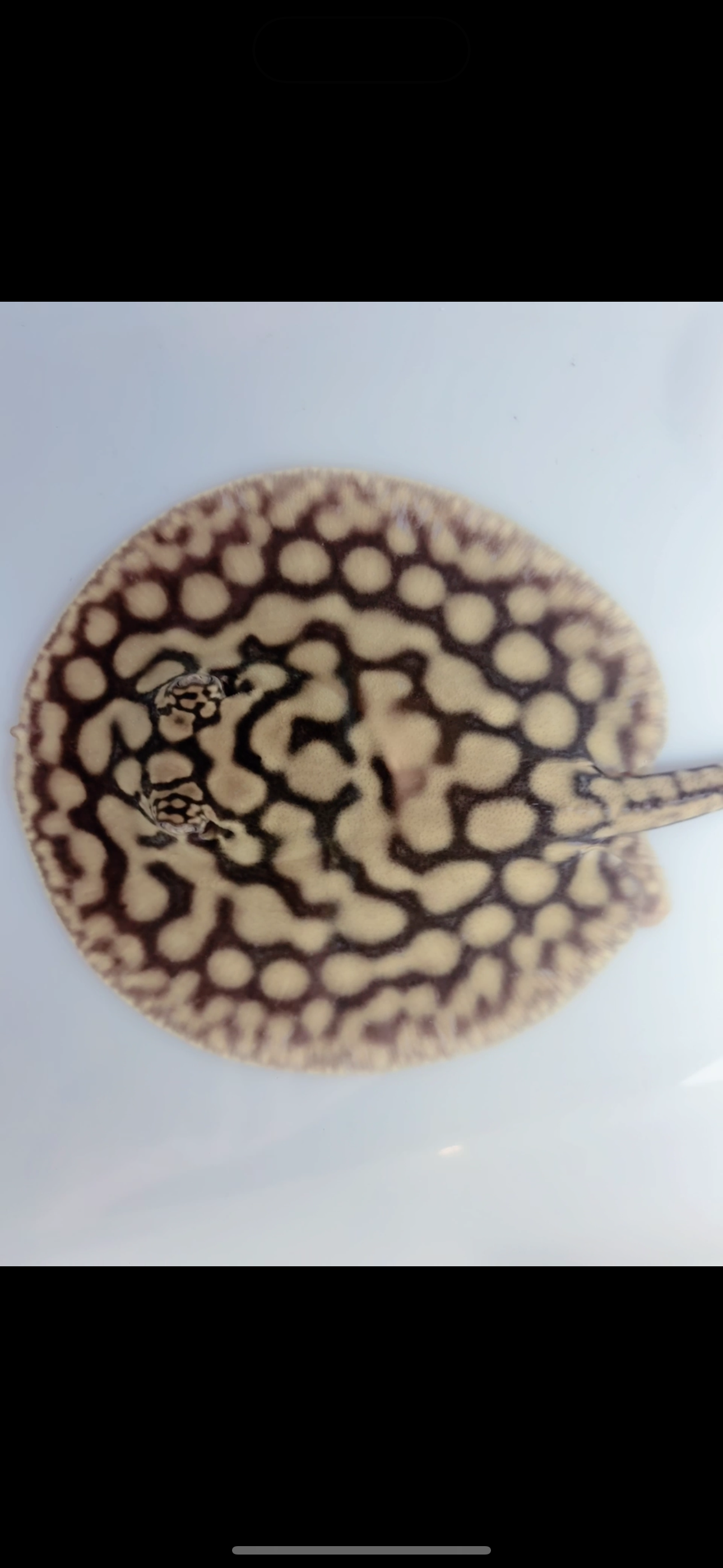 Freshwater stingray key diamond redbase het female 5inch